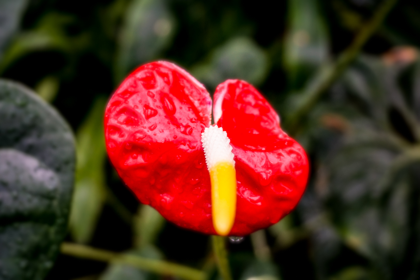 DSC04314_edited.jpg