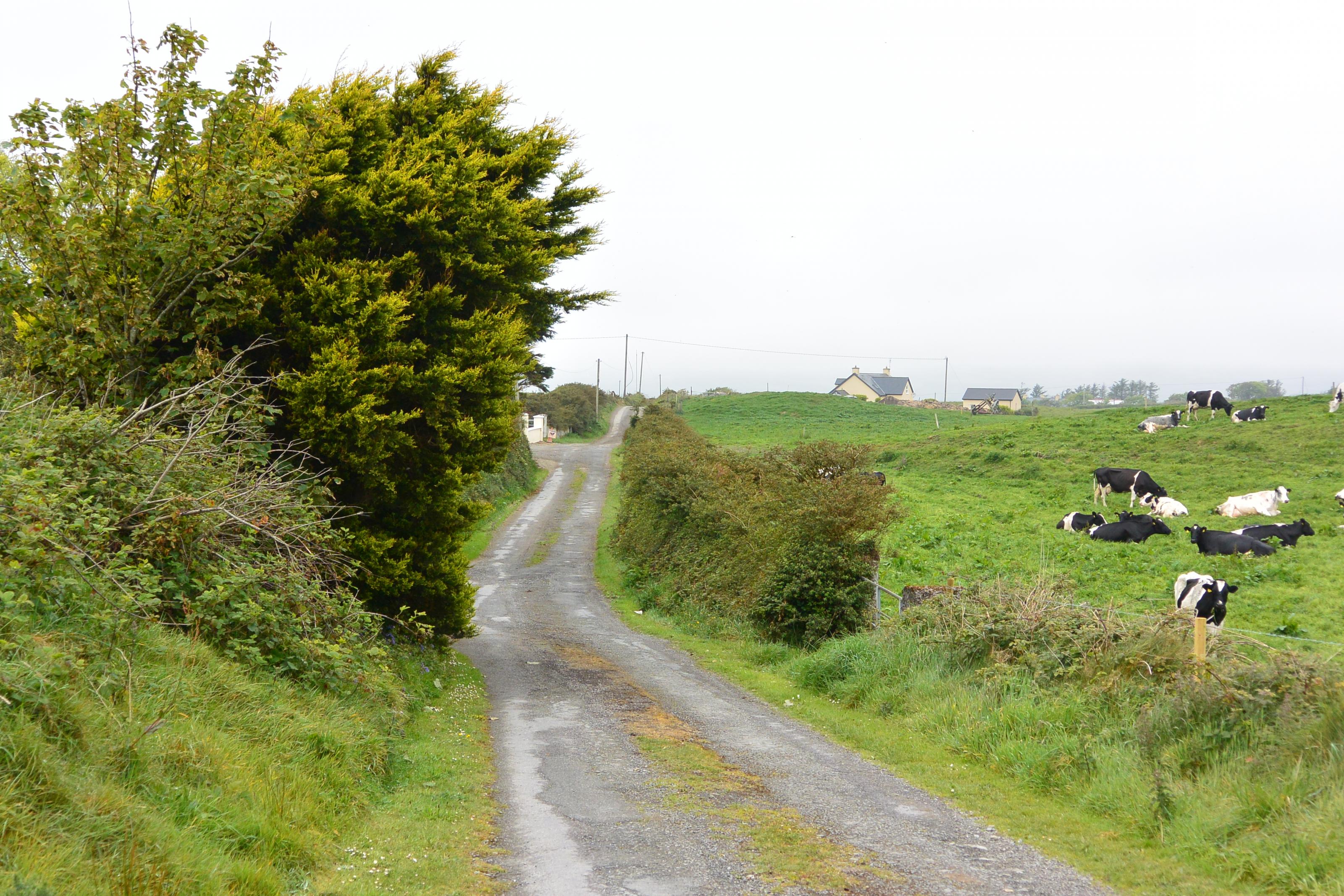 DSC_1401.jpg