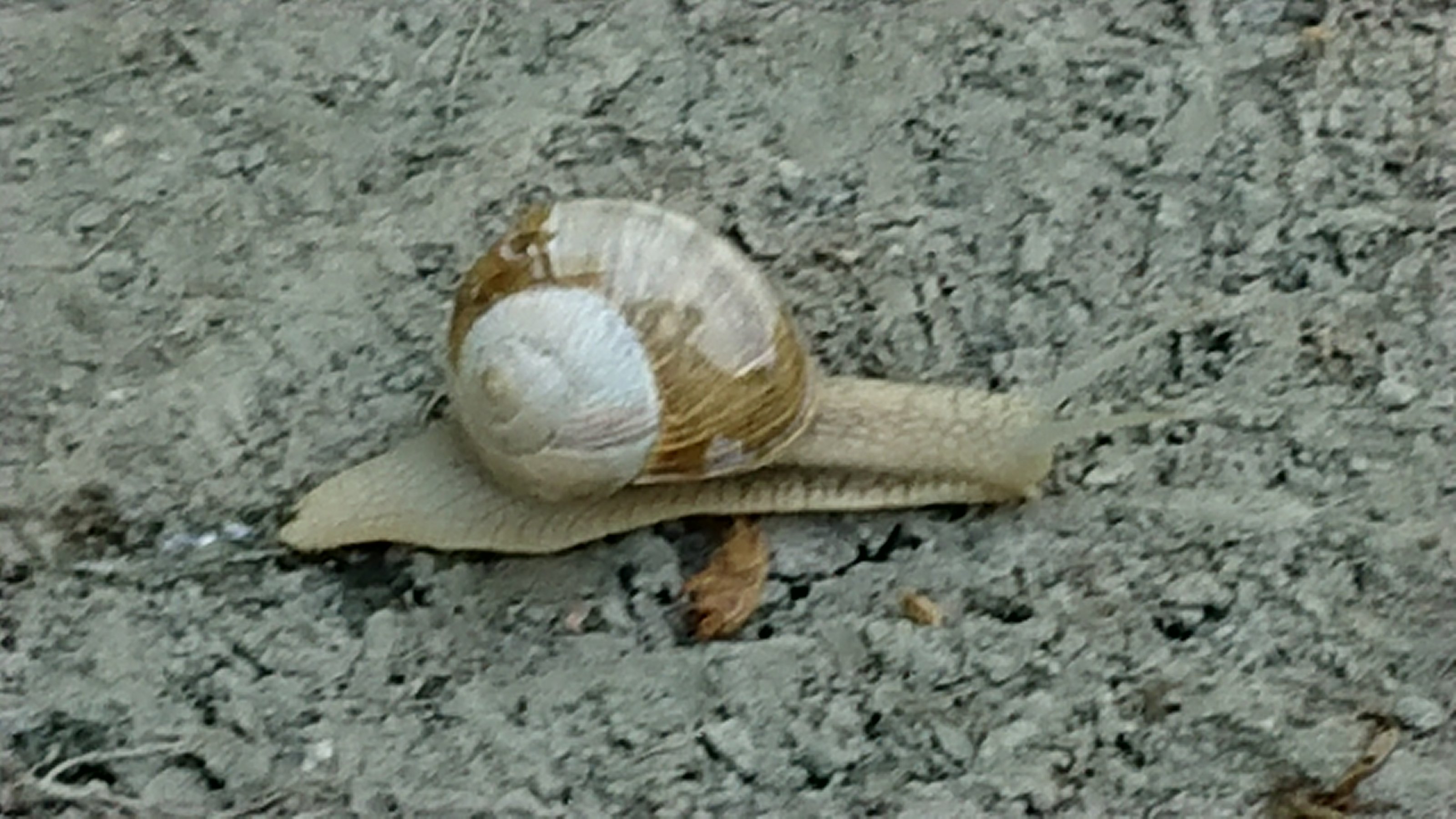 DSC_1554.JPG