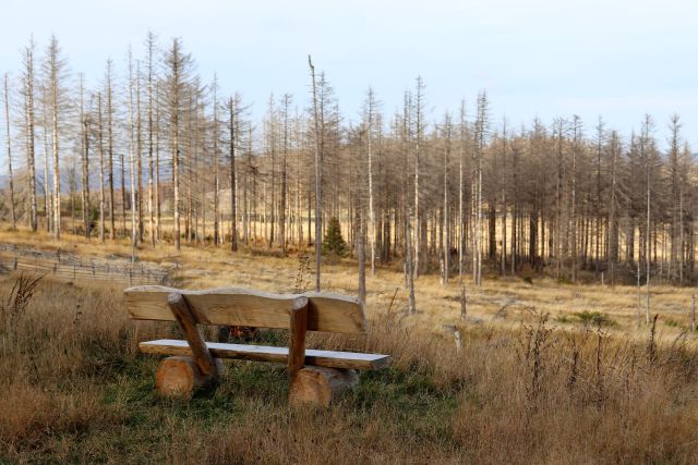 Fichten-Harz-Baenkchen-abgestorbene-Baeume-BlogAA-6.jpg