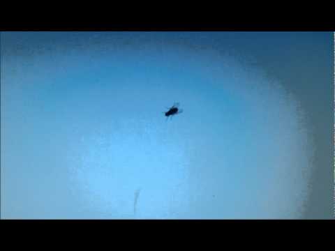 Fliege.jpg