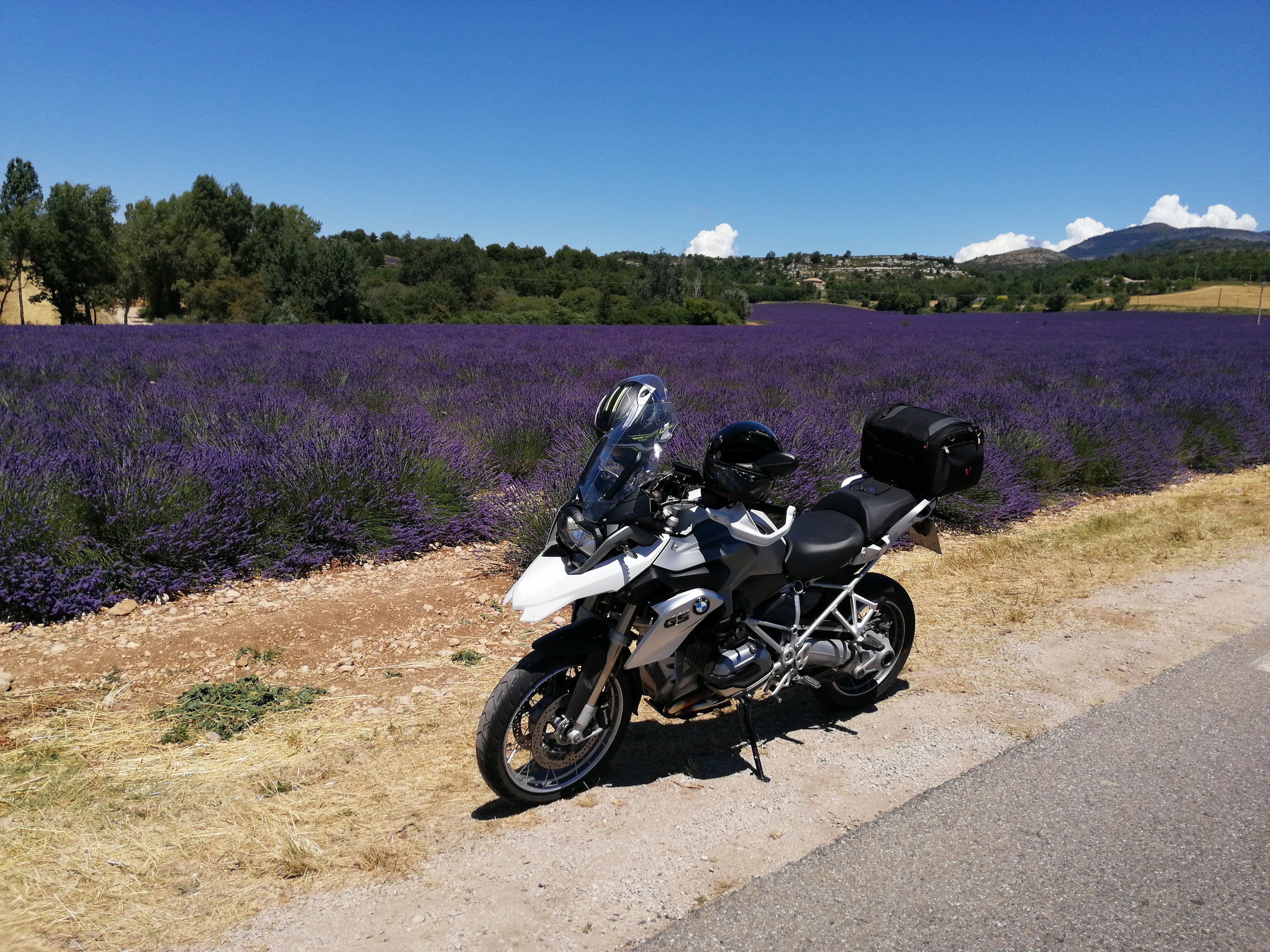 GS- Lavendel.jpg