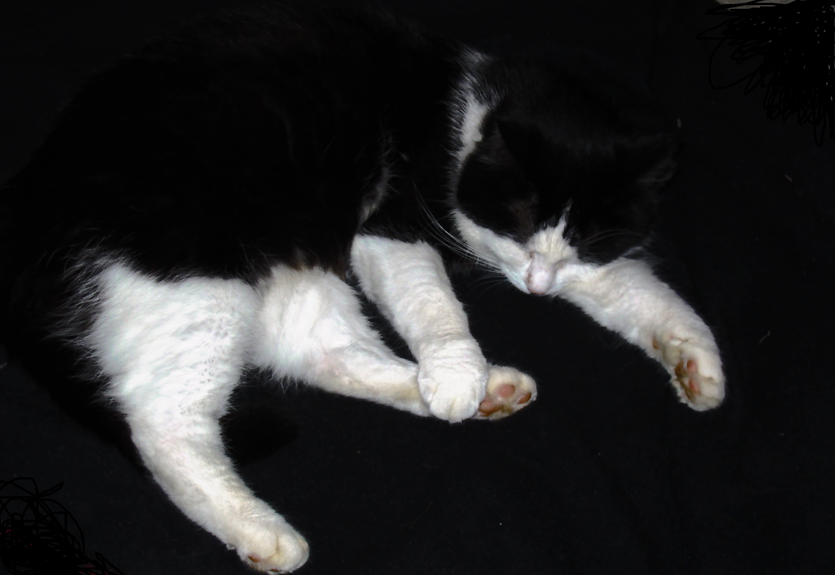 halbe katze 003.JPG