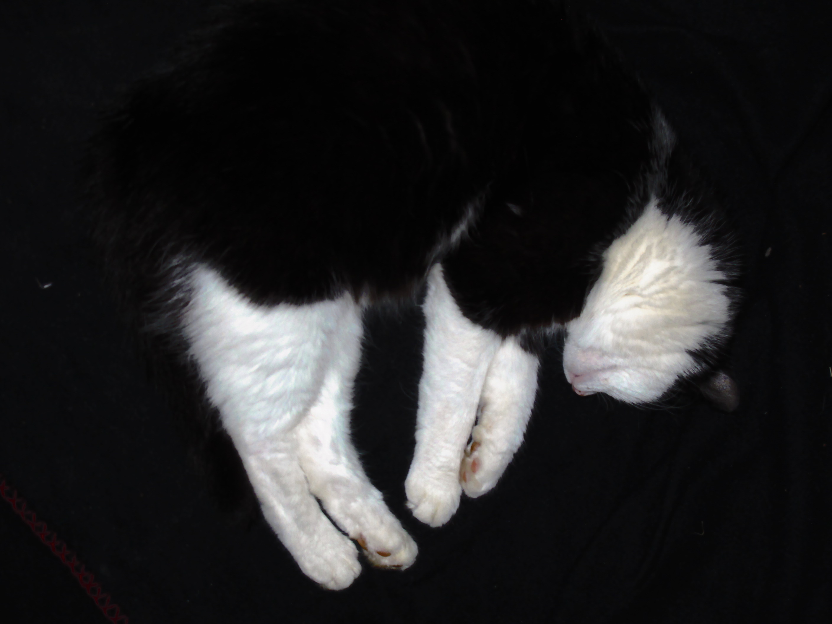 halbe katze 005.JPG