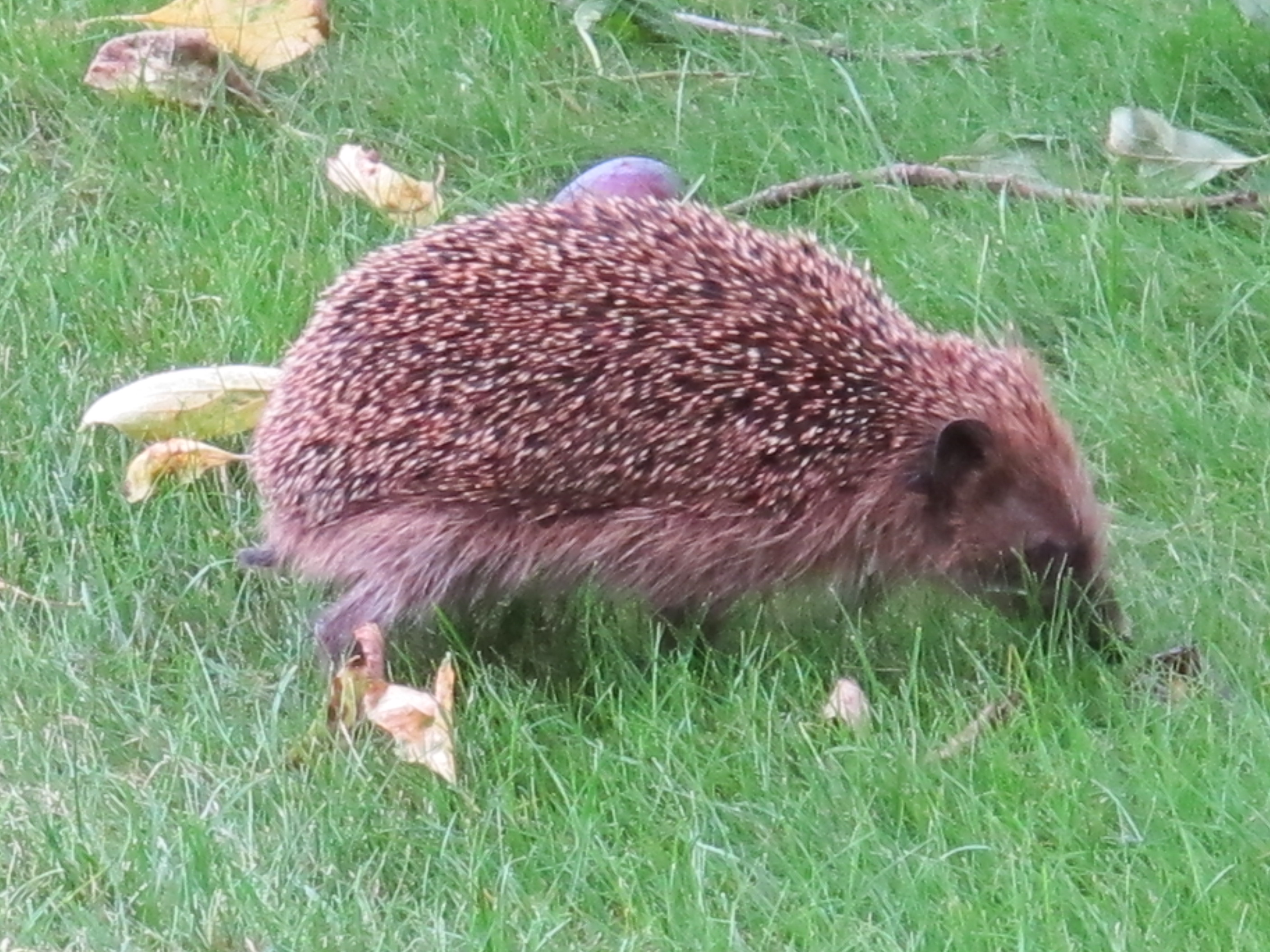 Igel 004.JPG