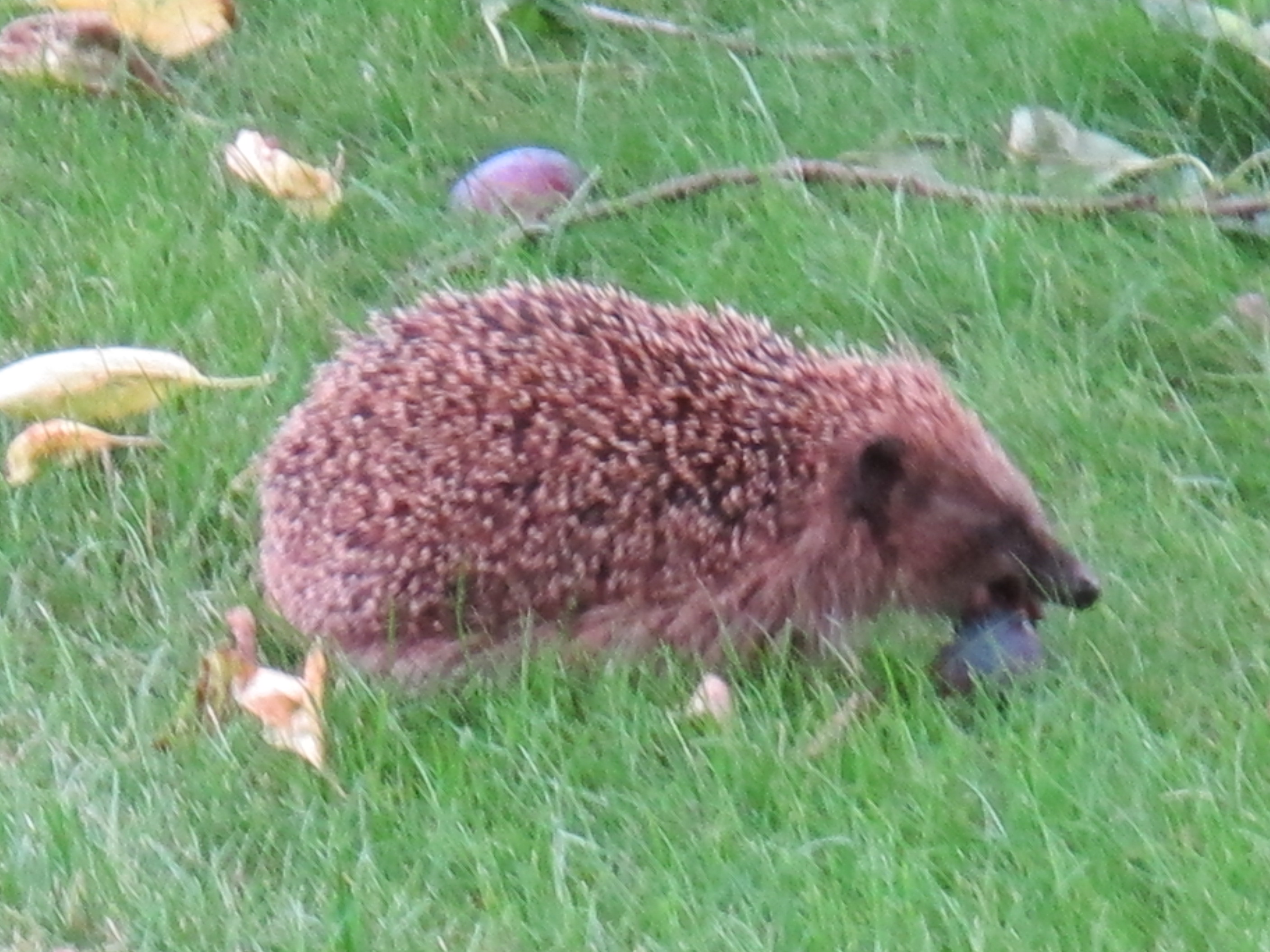 Igel 006.JPG