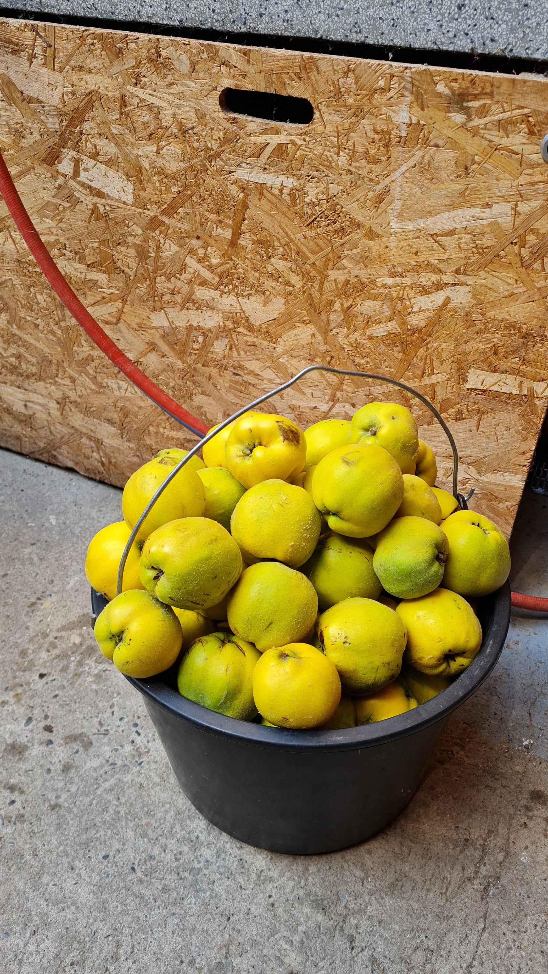 IMG-20211025-WA0002.jpeg