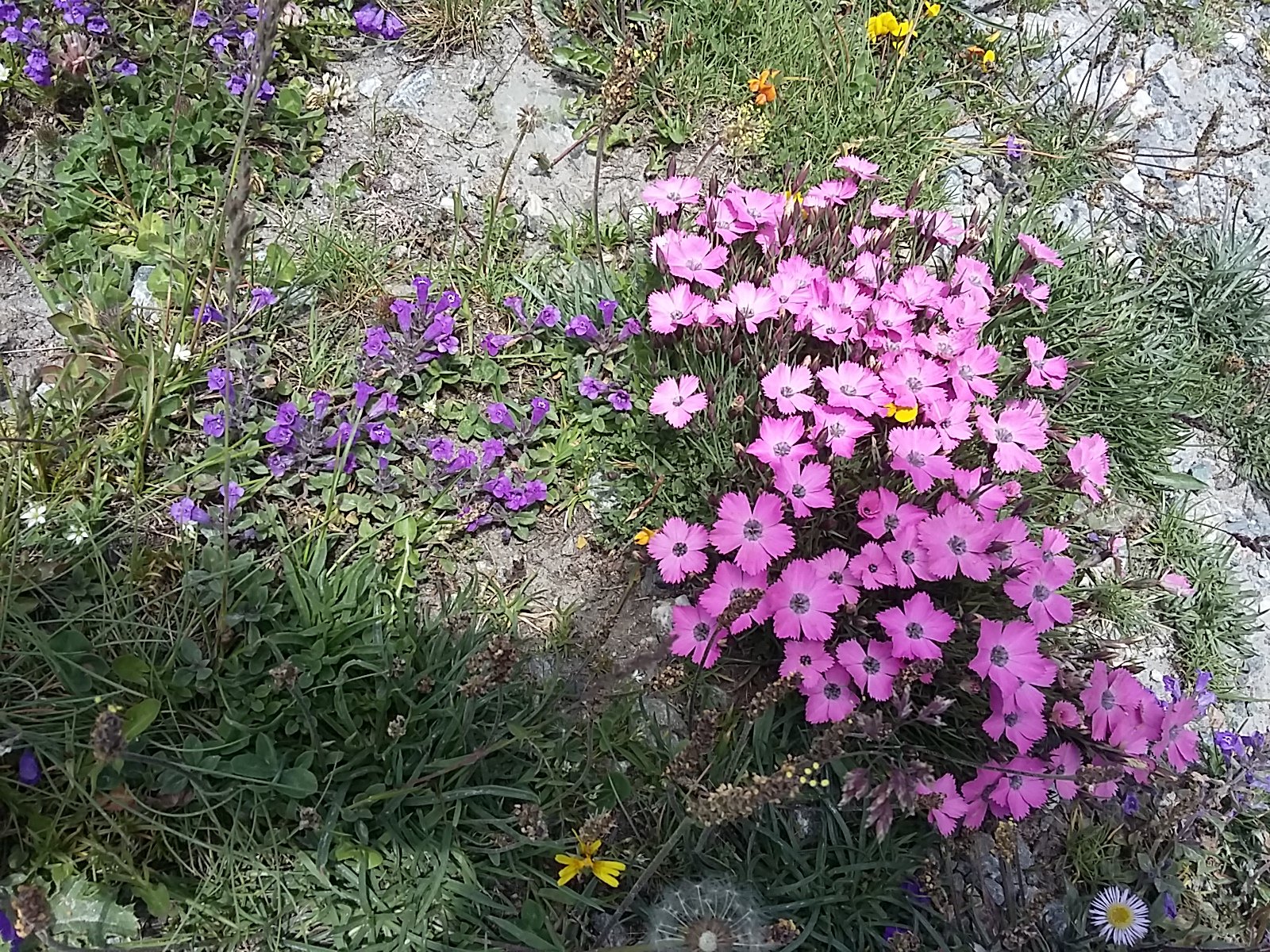 IMG-20230709-WA0052.jpeg