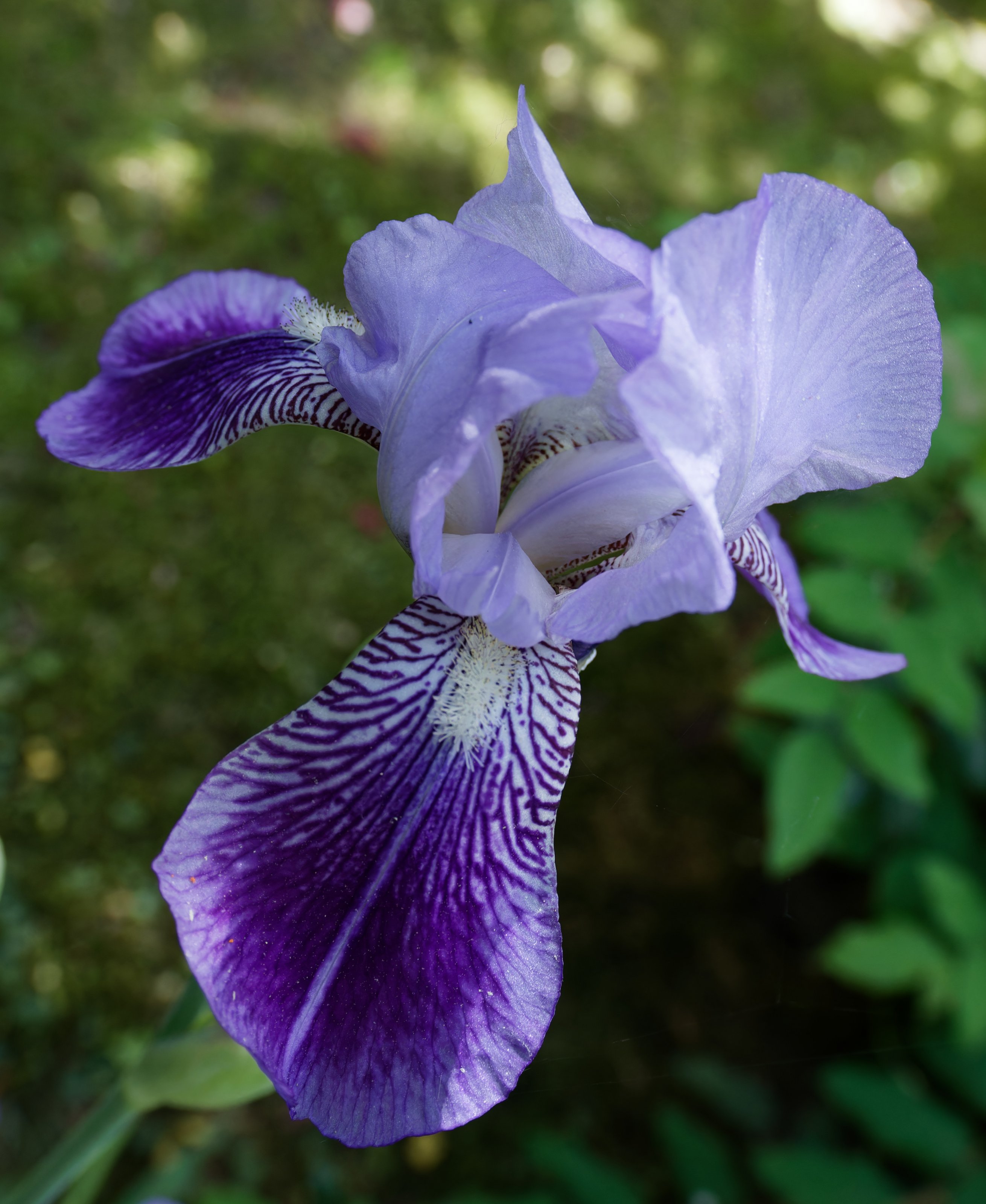 IMG_0514.jpeg