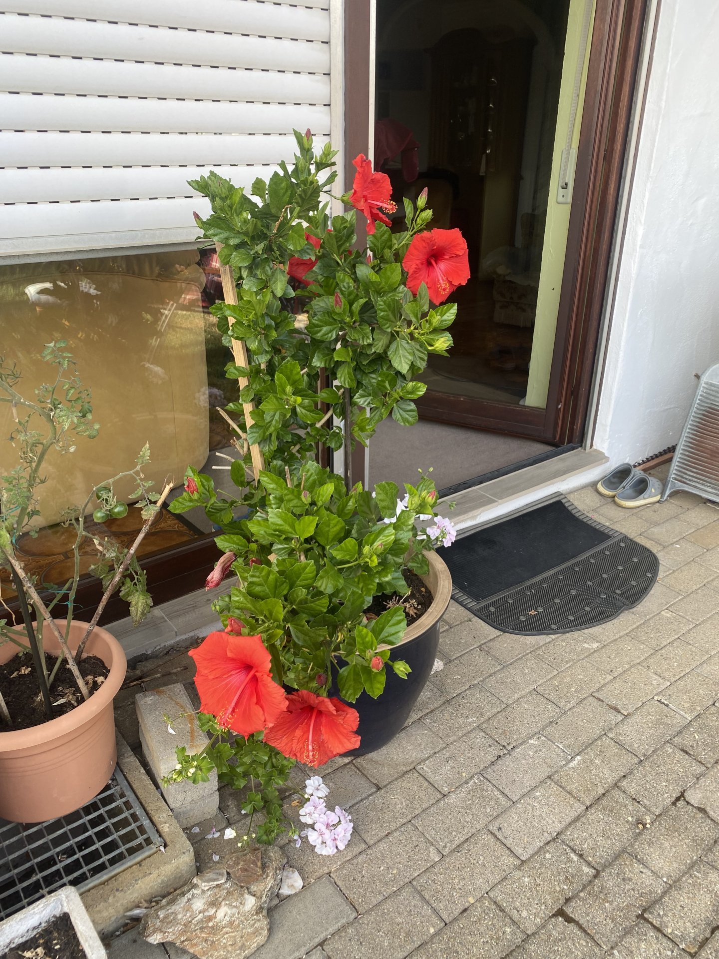 IMG_0706.jpeg