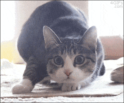 IMG_1015.gif
