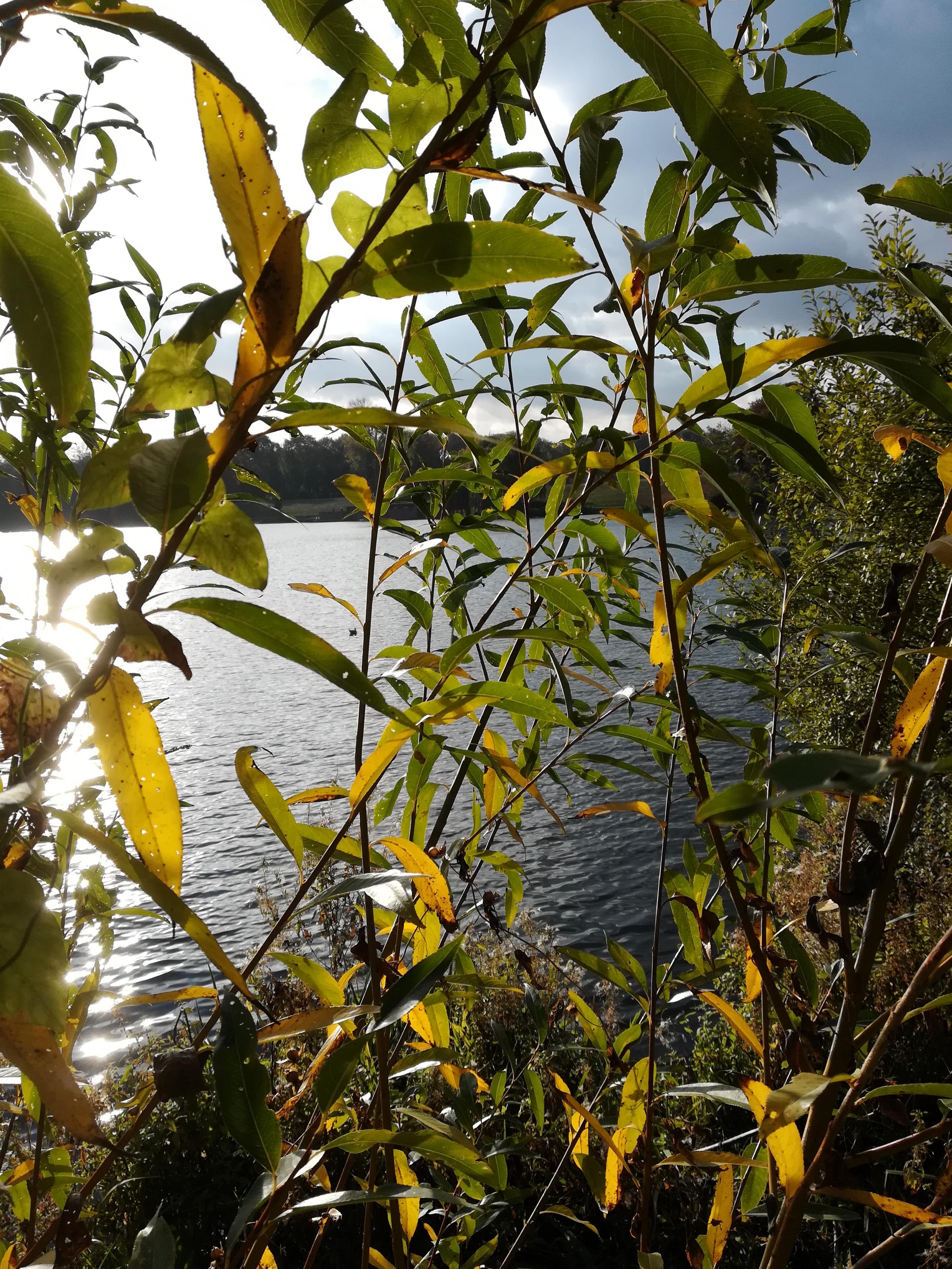IMG_20181020_160734.jpg