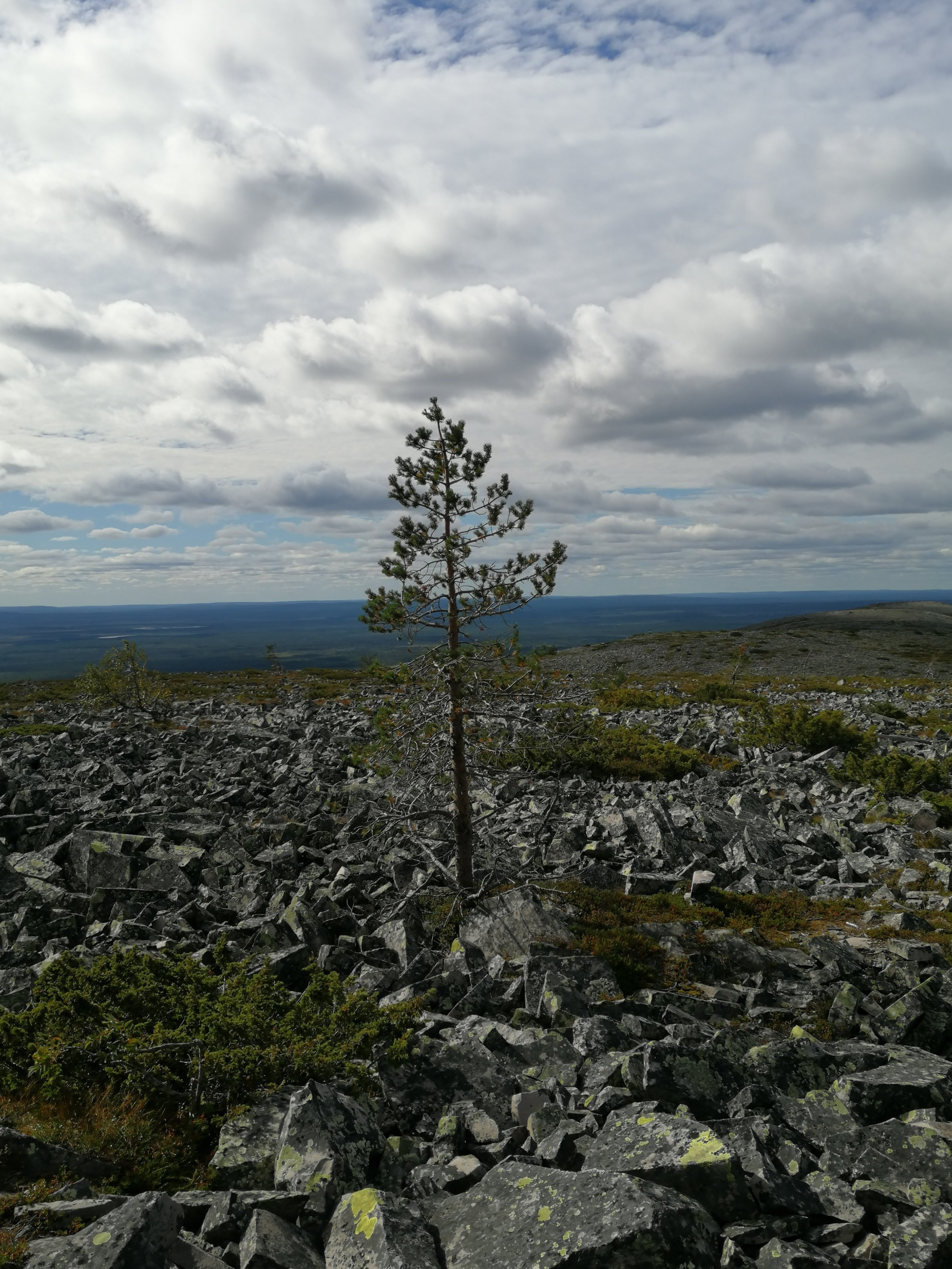 IMG_20200816_133437.jpeg