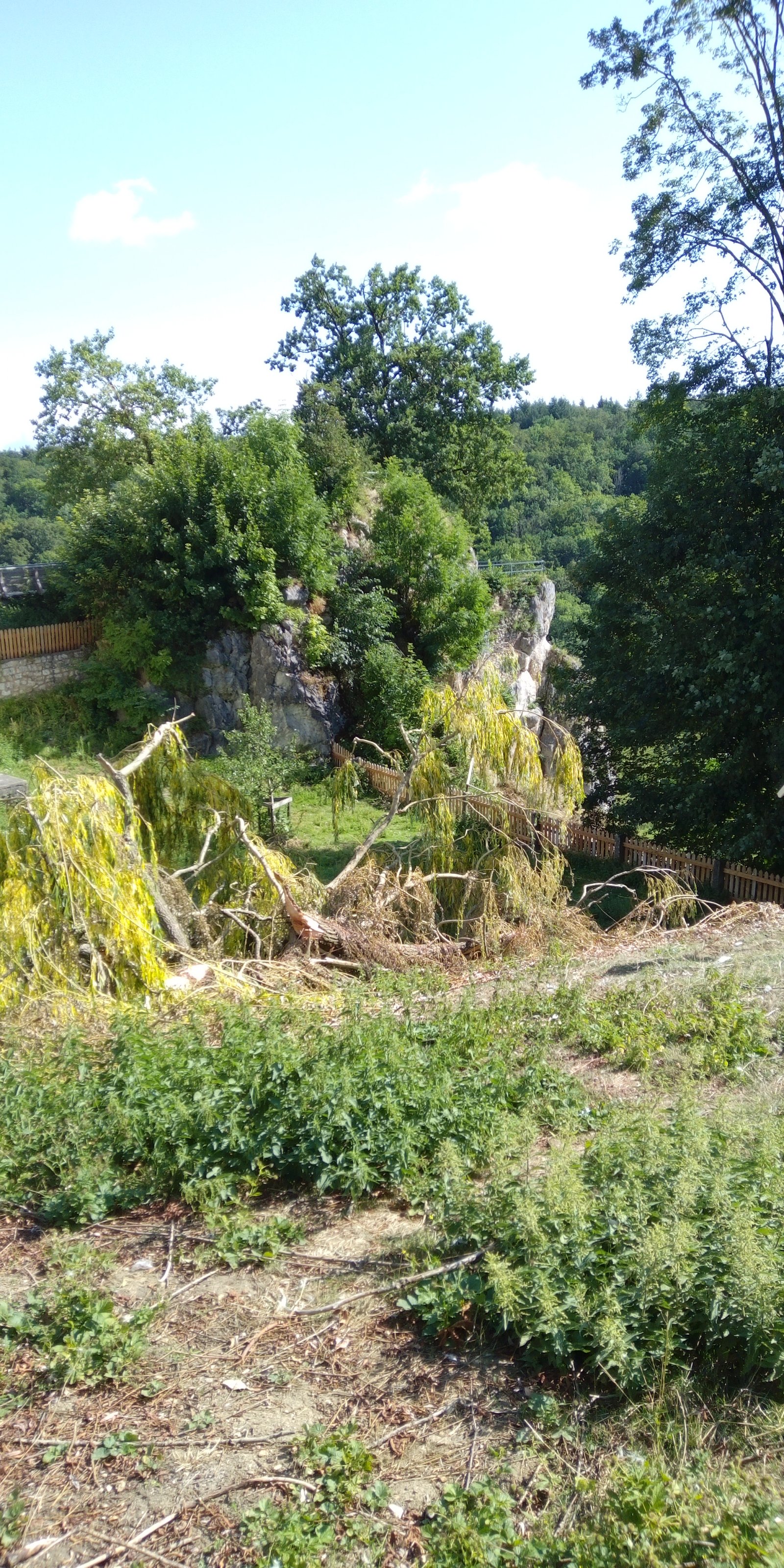 IMG_20230720_095945.jpg