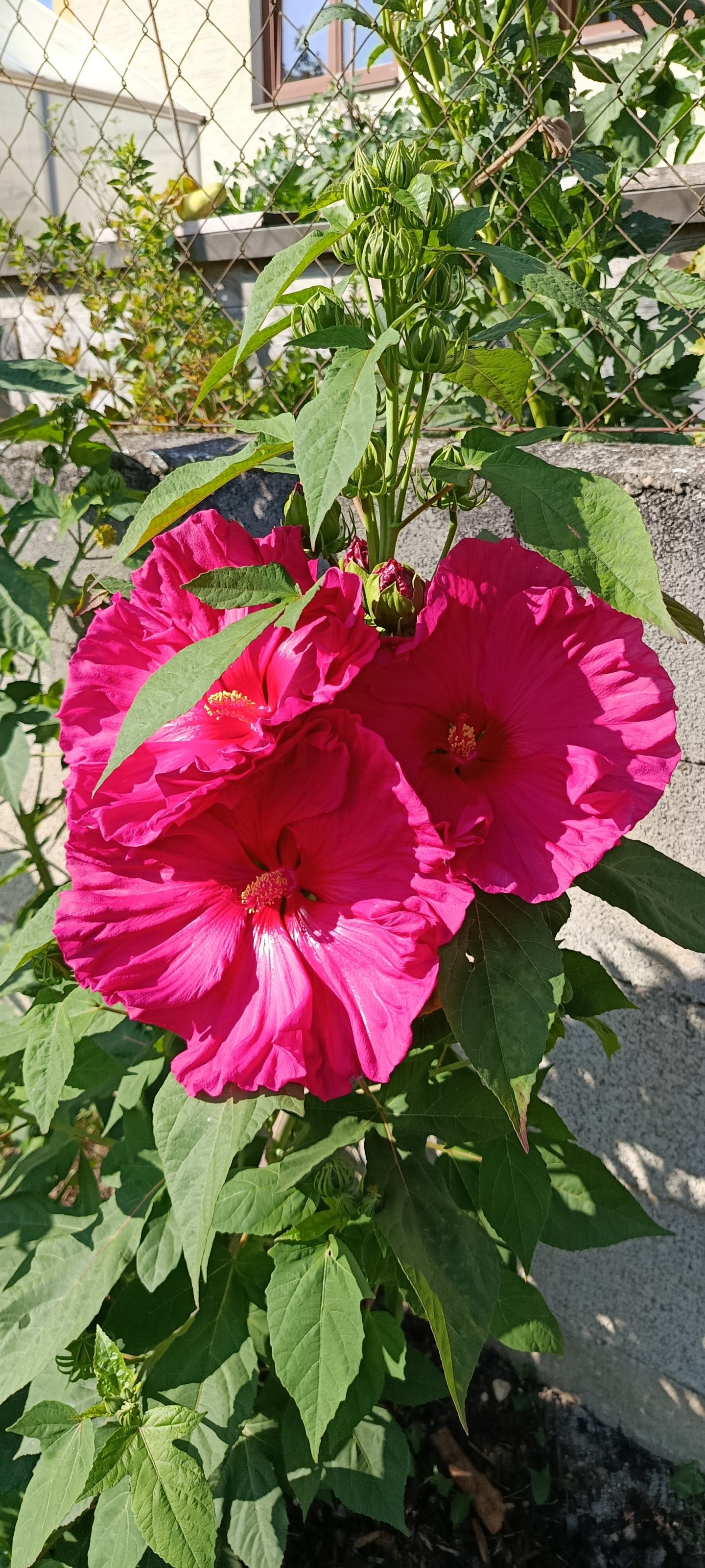 IMG_20250811_090736.jpg