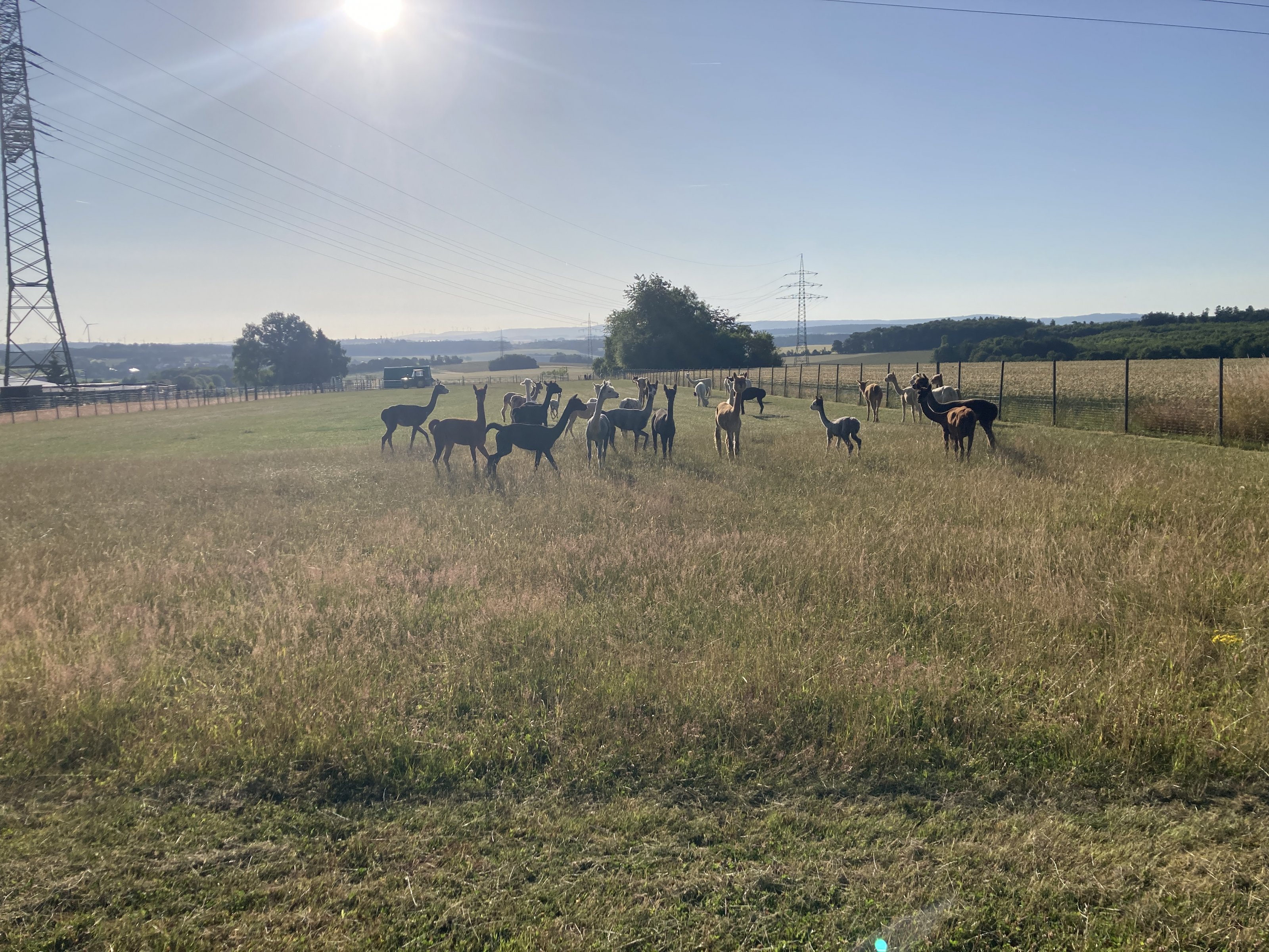IMG_3081.jpeg