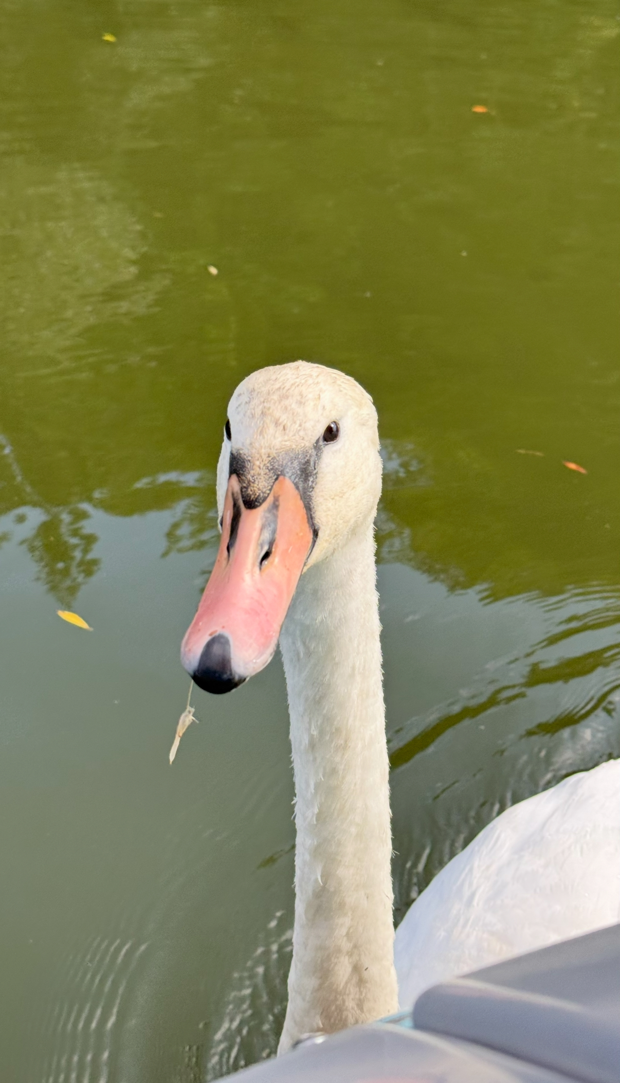 IMG_4117.jpeg