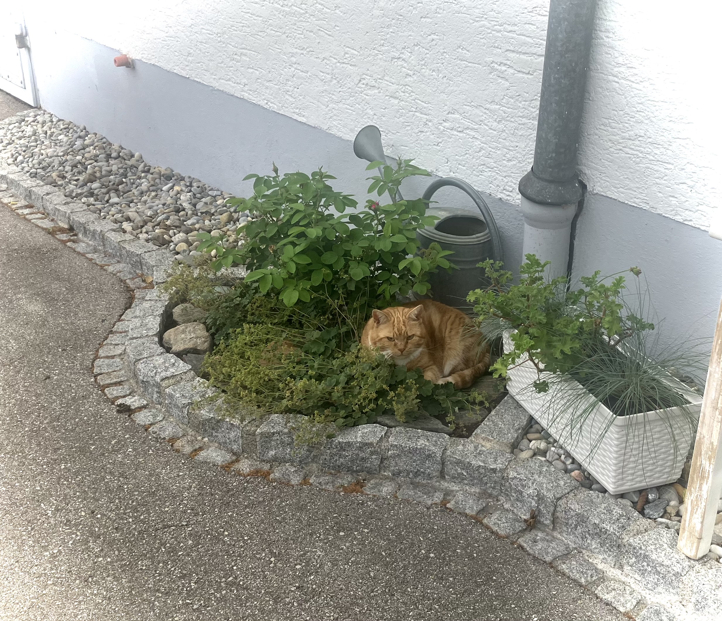 IMG_4715.jpeg