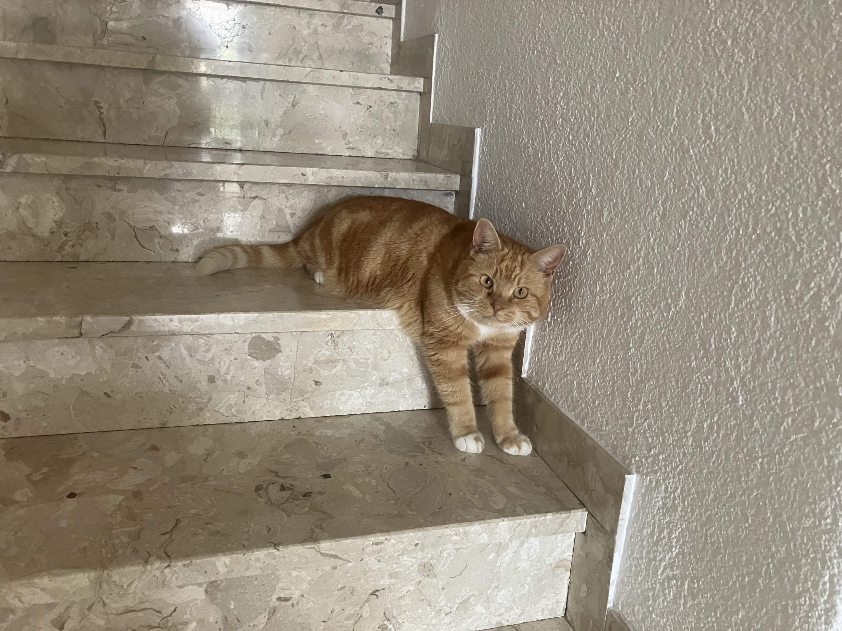 IMG_4810.jpeg