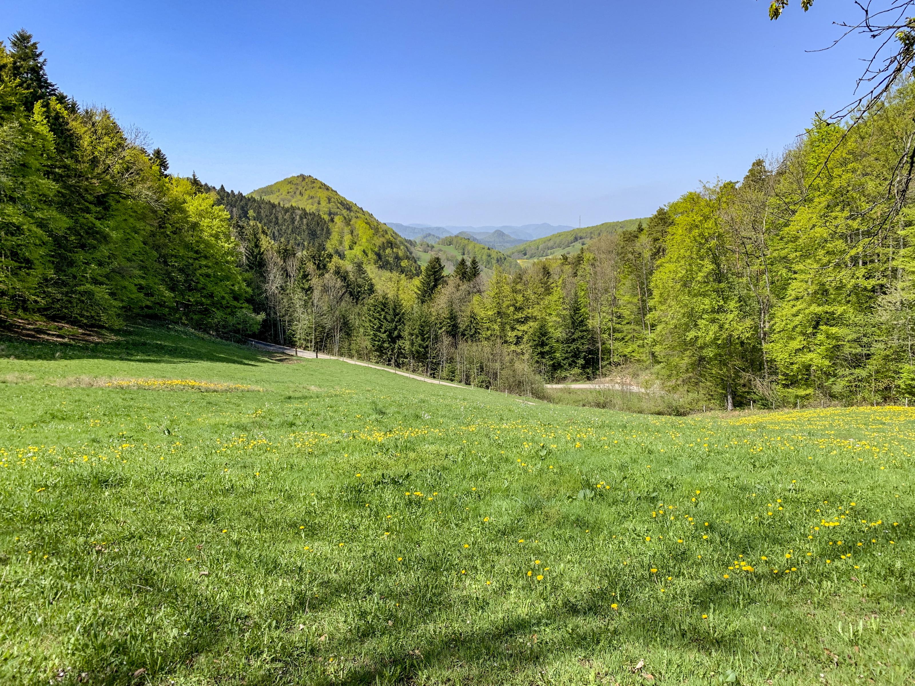 IMG_4930_1.jpg