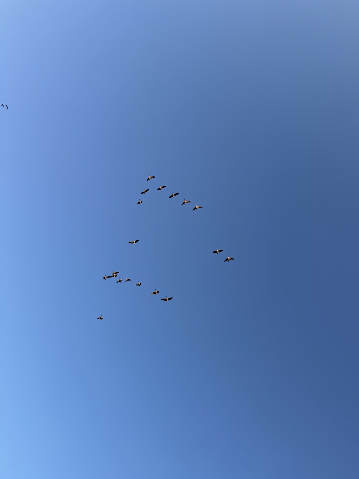 IMG_5768.jpeg