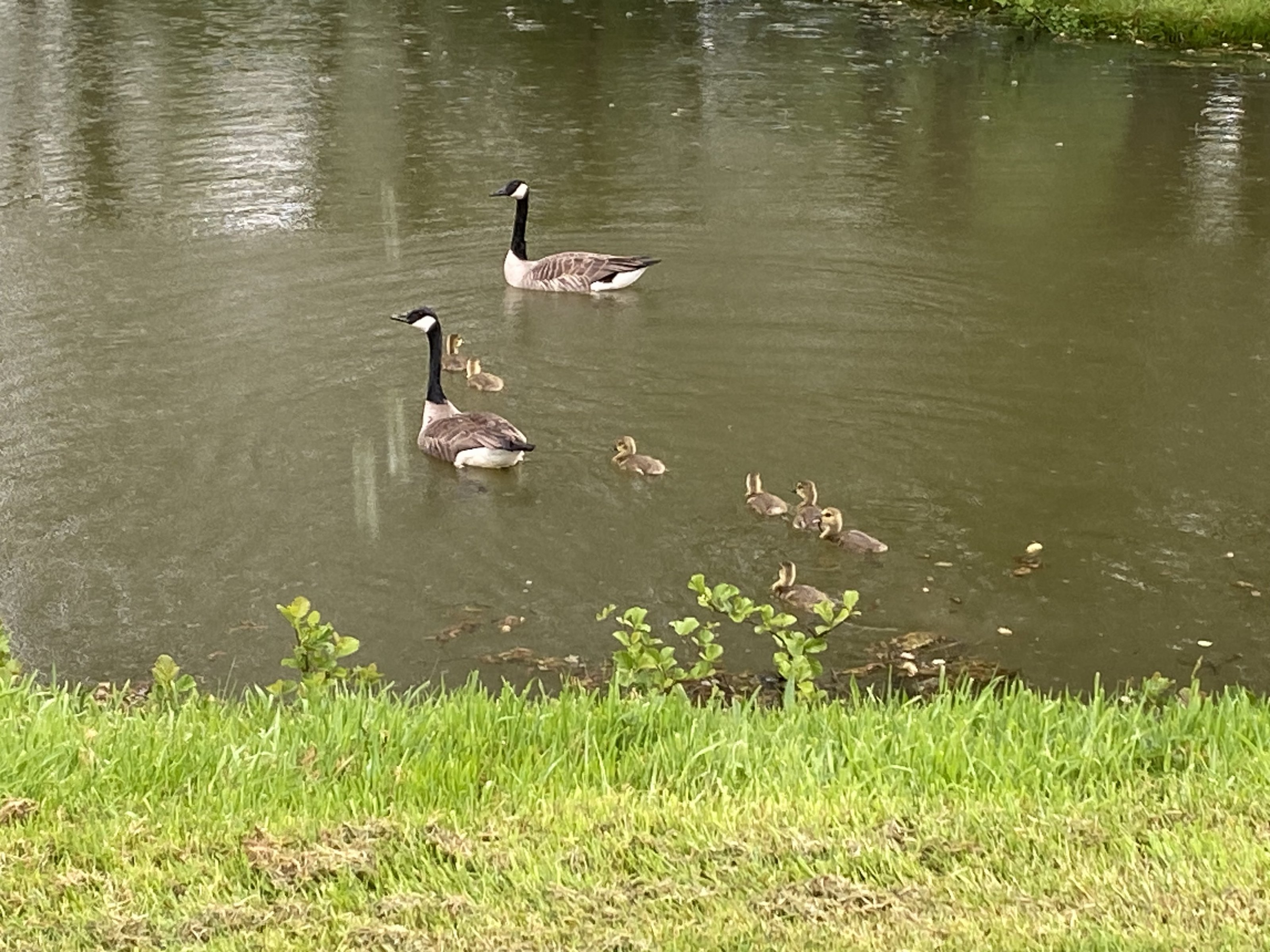 IMG_6394.jpeg