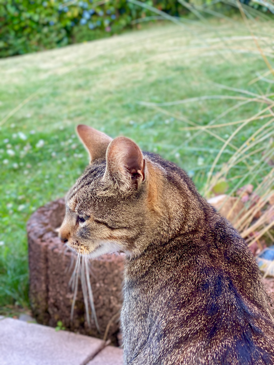 IMG_7338.jpeg