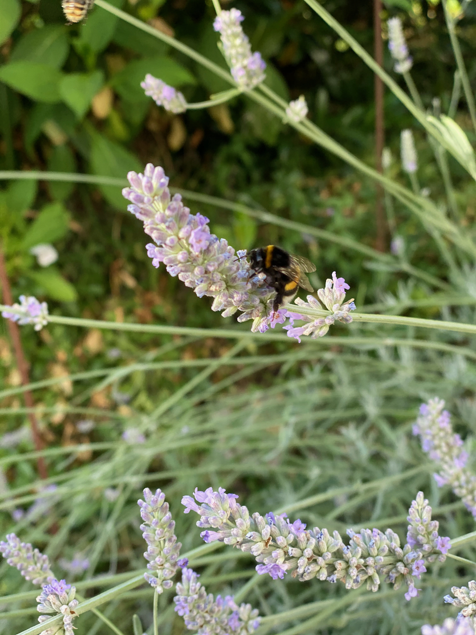 IMG_7367.jpeg