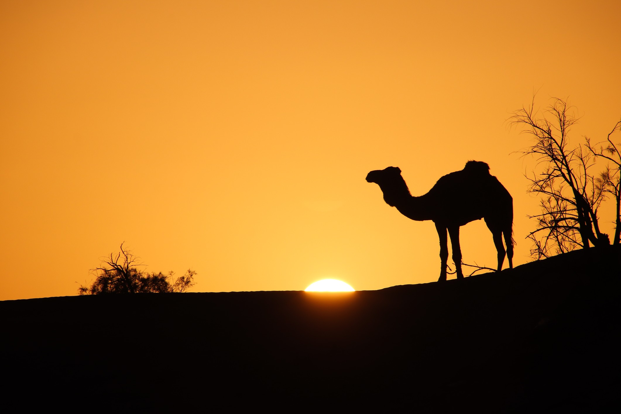 IMG_9835 Kamel-Wüsten-Tour-Mhamid-L1.jpg