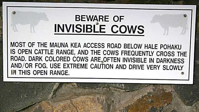 Invisible Cows.jpg