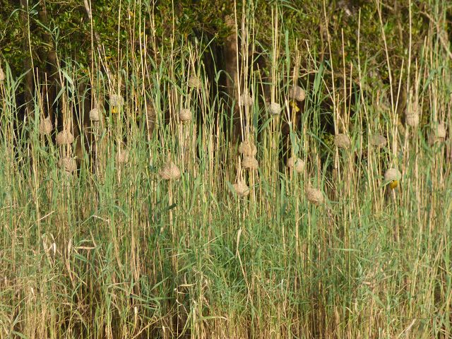 k-P1100881.JPG