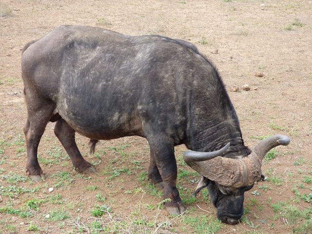 k-P1110235.JPG