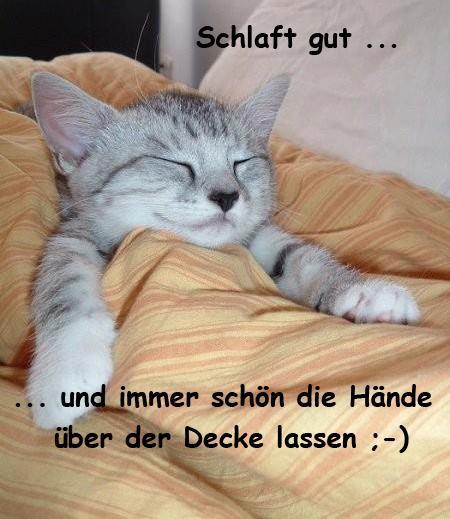 Katze.jpg