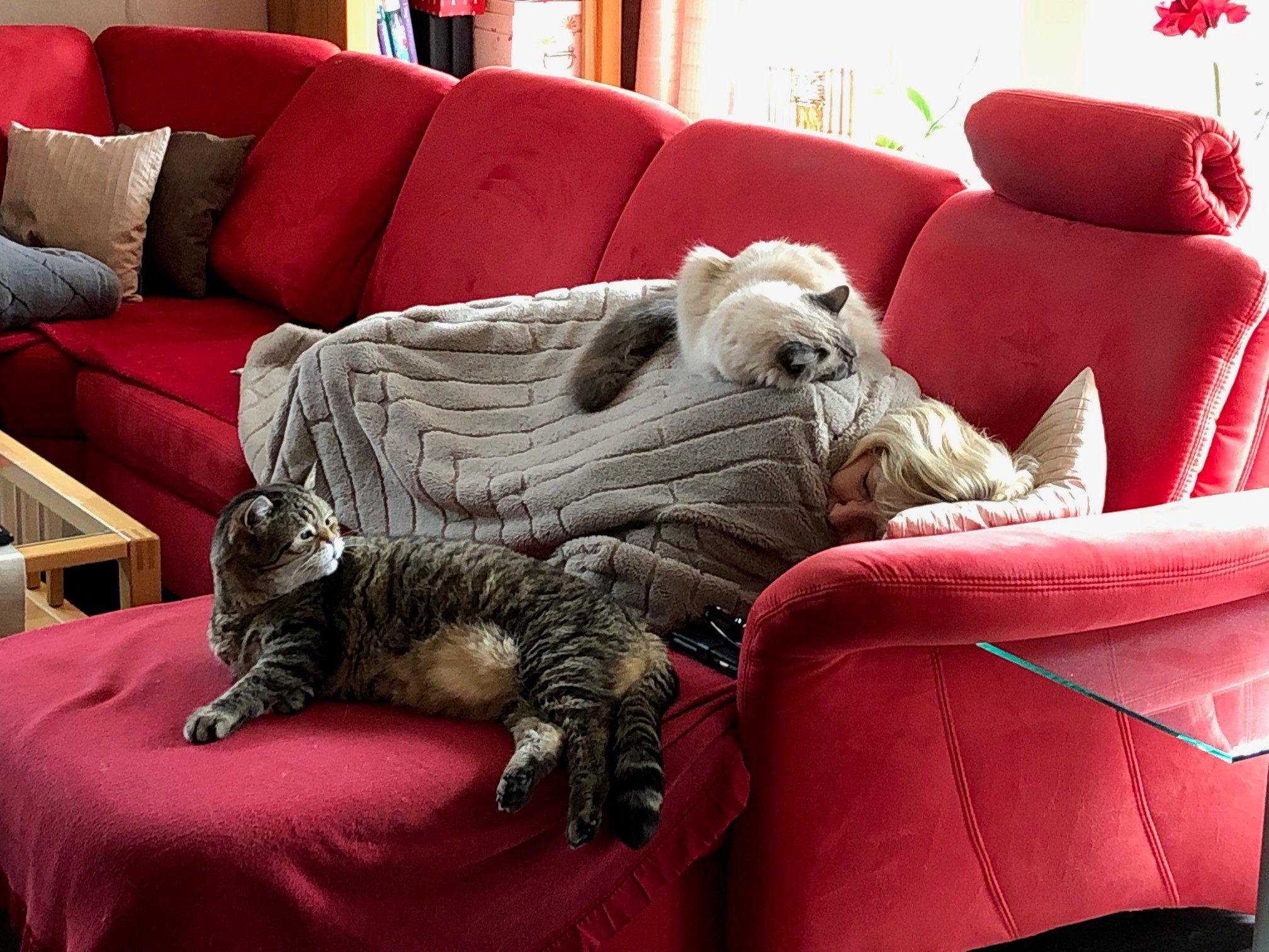 Katzen1.jpg