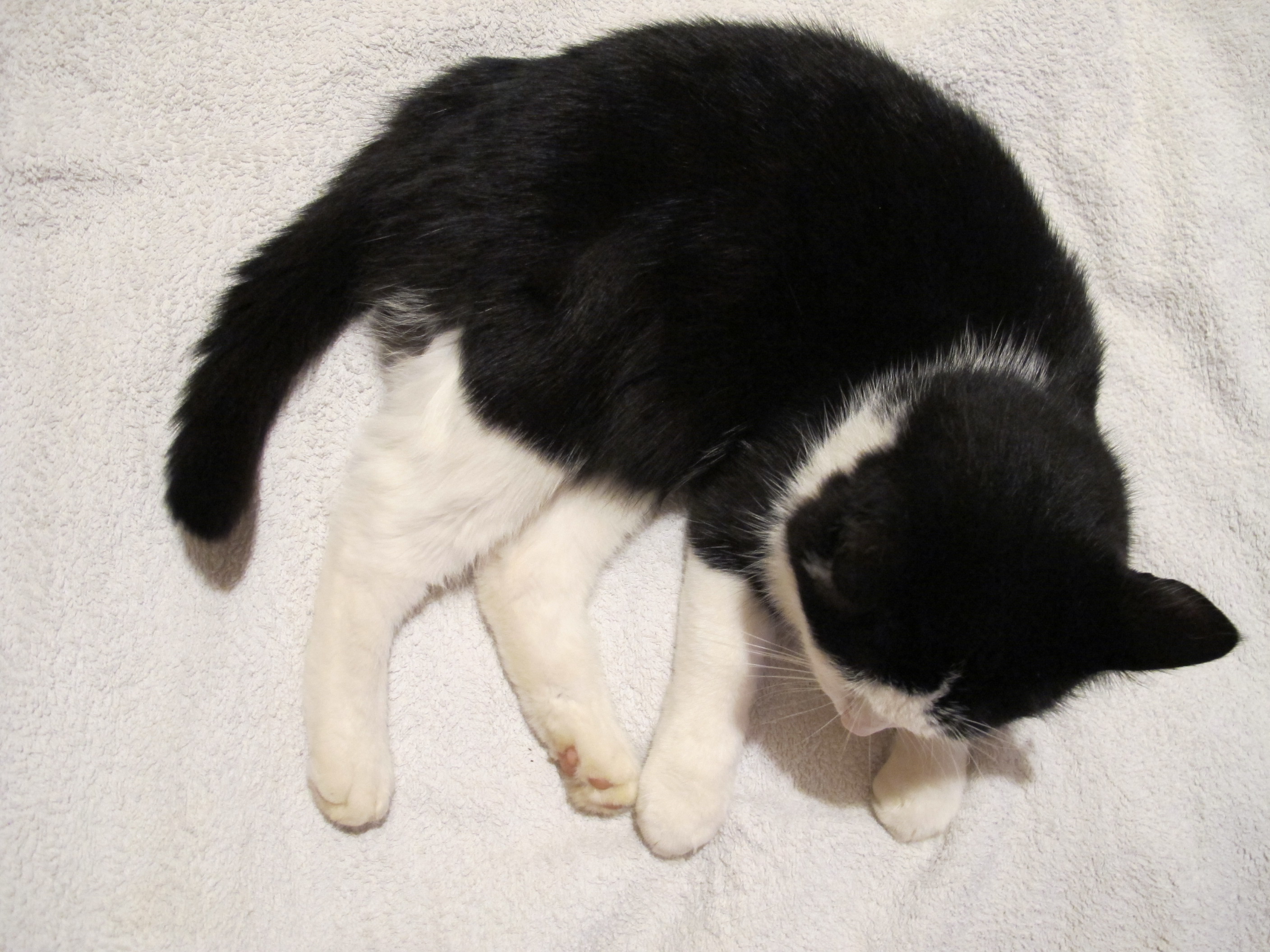 lily 026.JPG