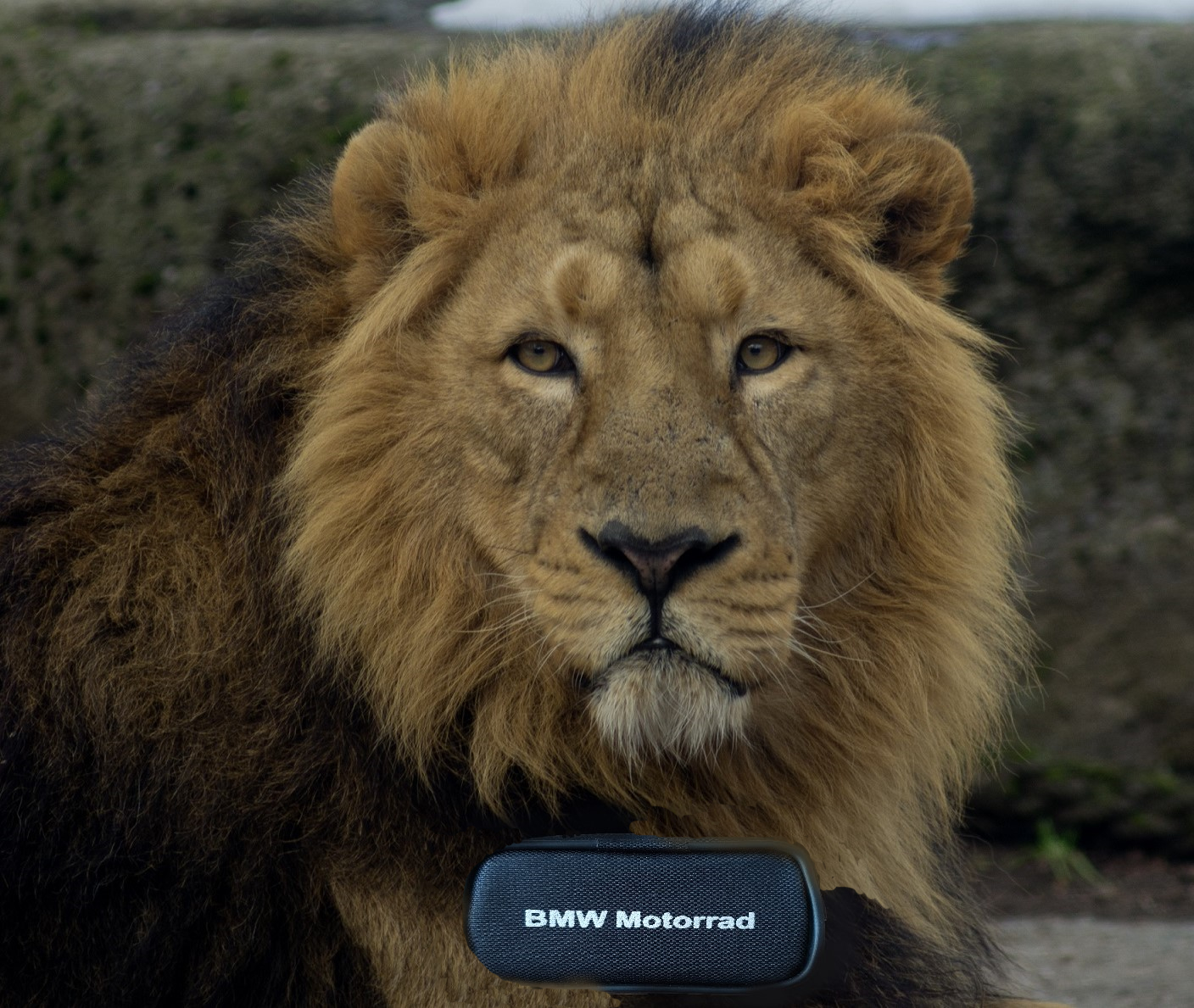 lion_one.jpg