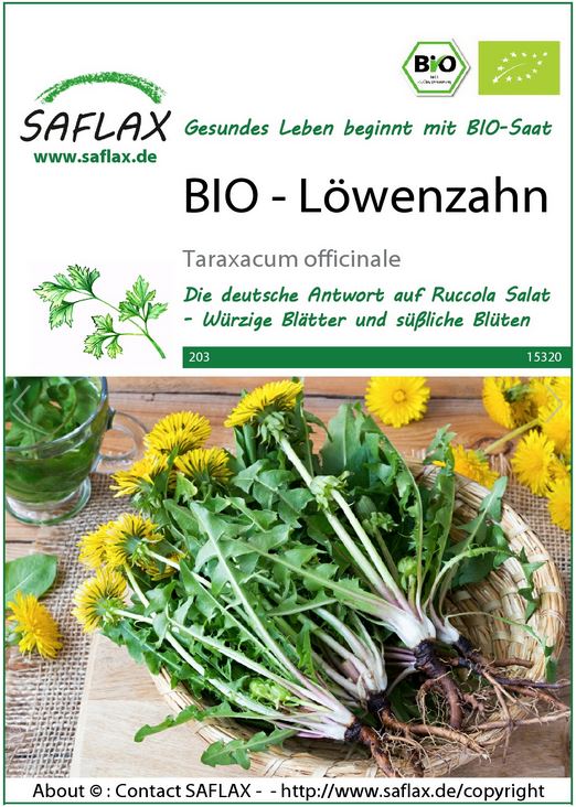 Löwenzahn.JPG