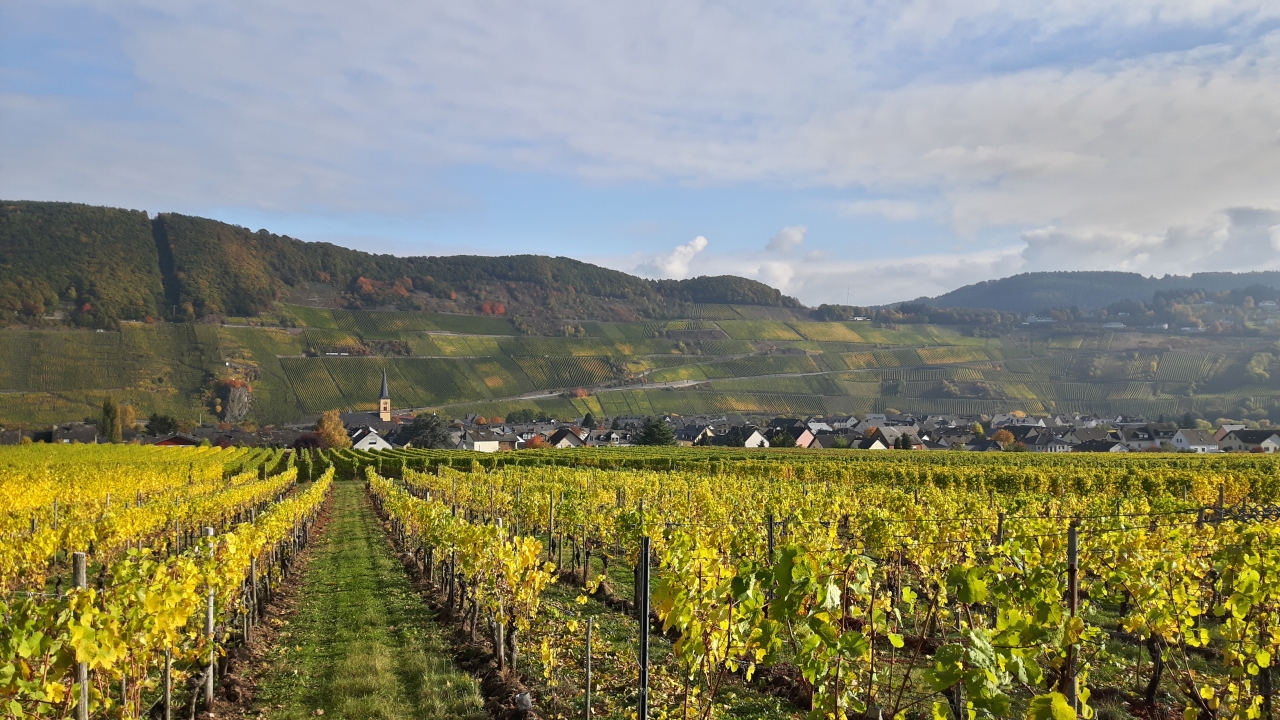 Mosel04.jpg