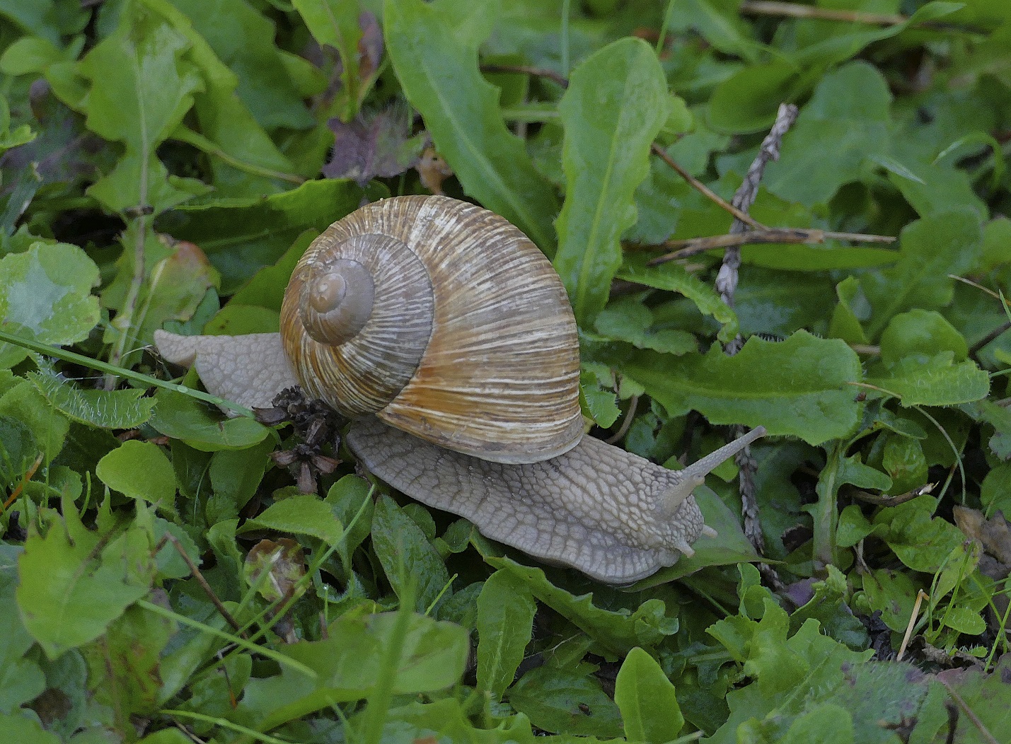 P1030055.jpg