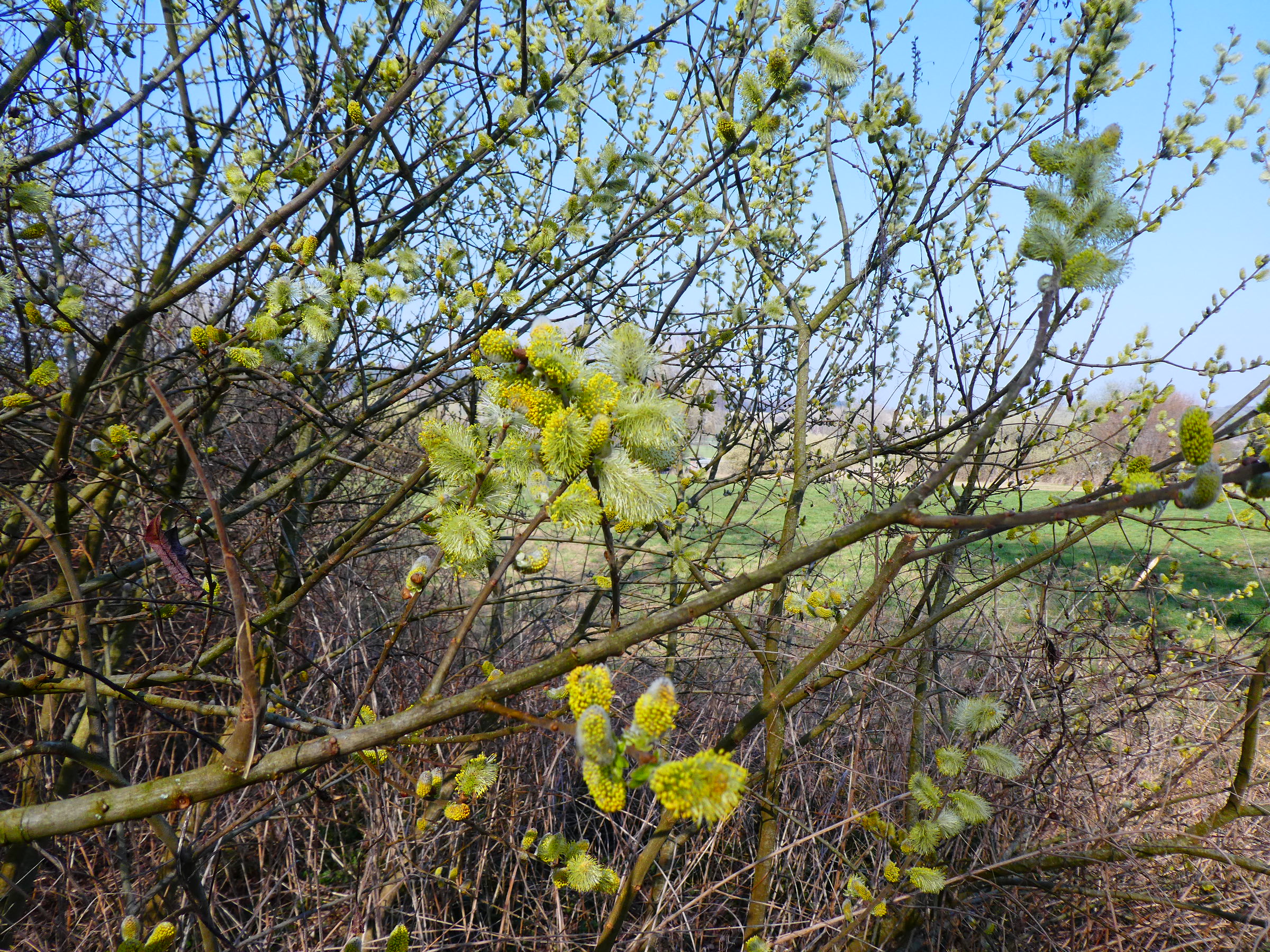 P1060324.JPG