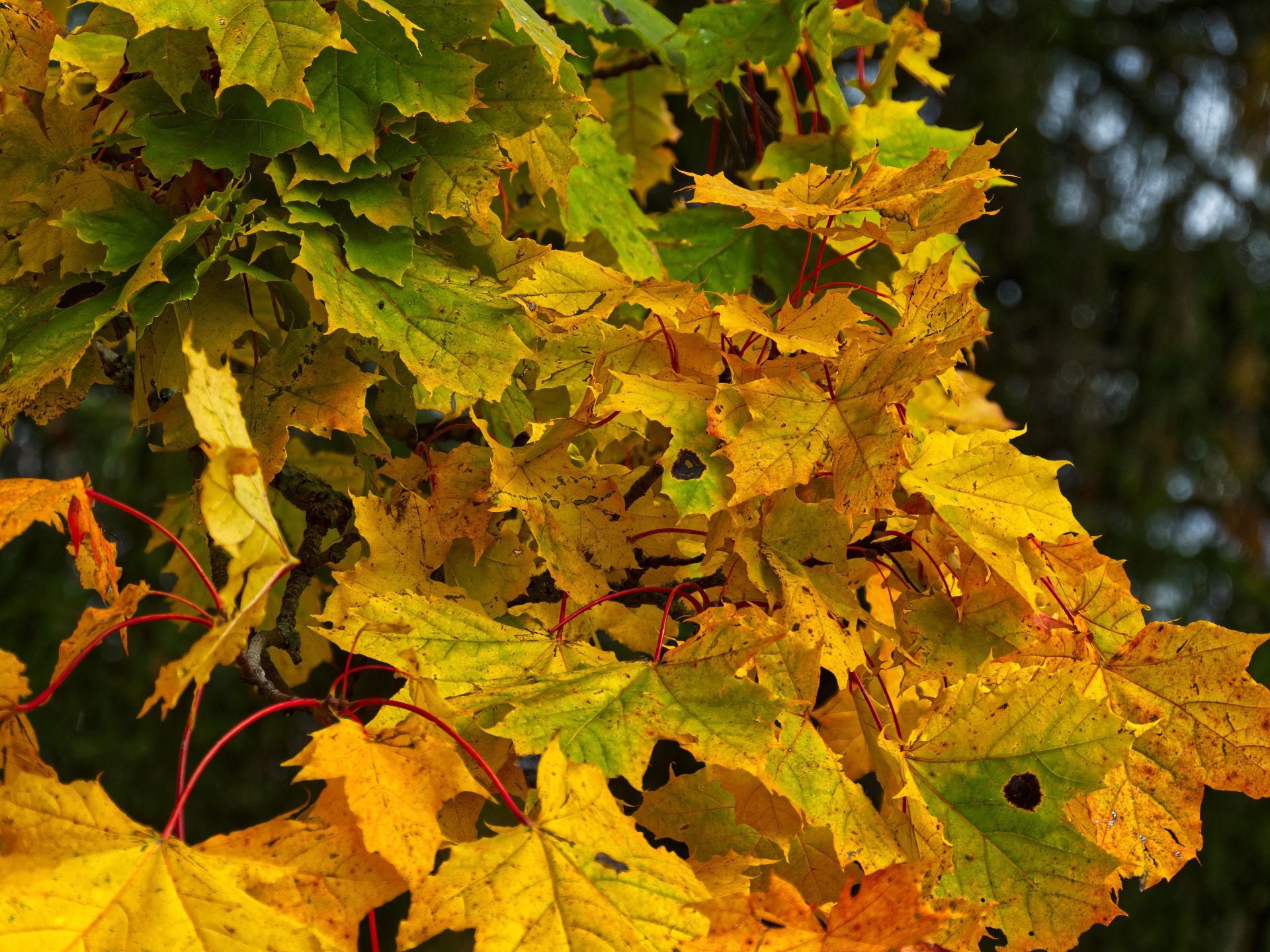 P1100158_RAW_Topaz_mod_Aff_small.jpg