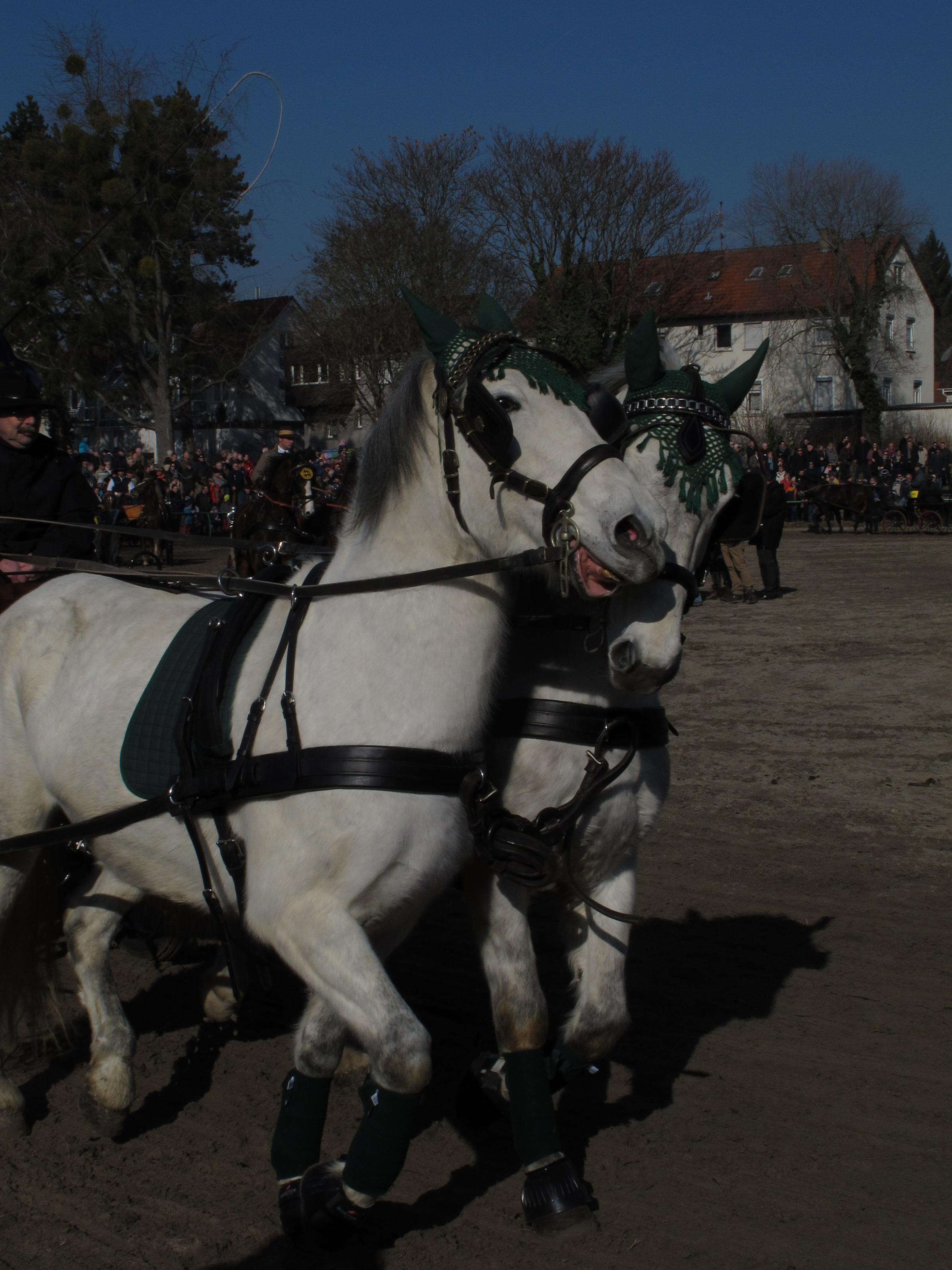 Pferdemarkt 022.jpg