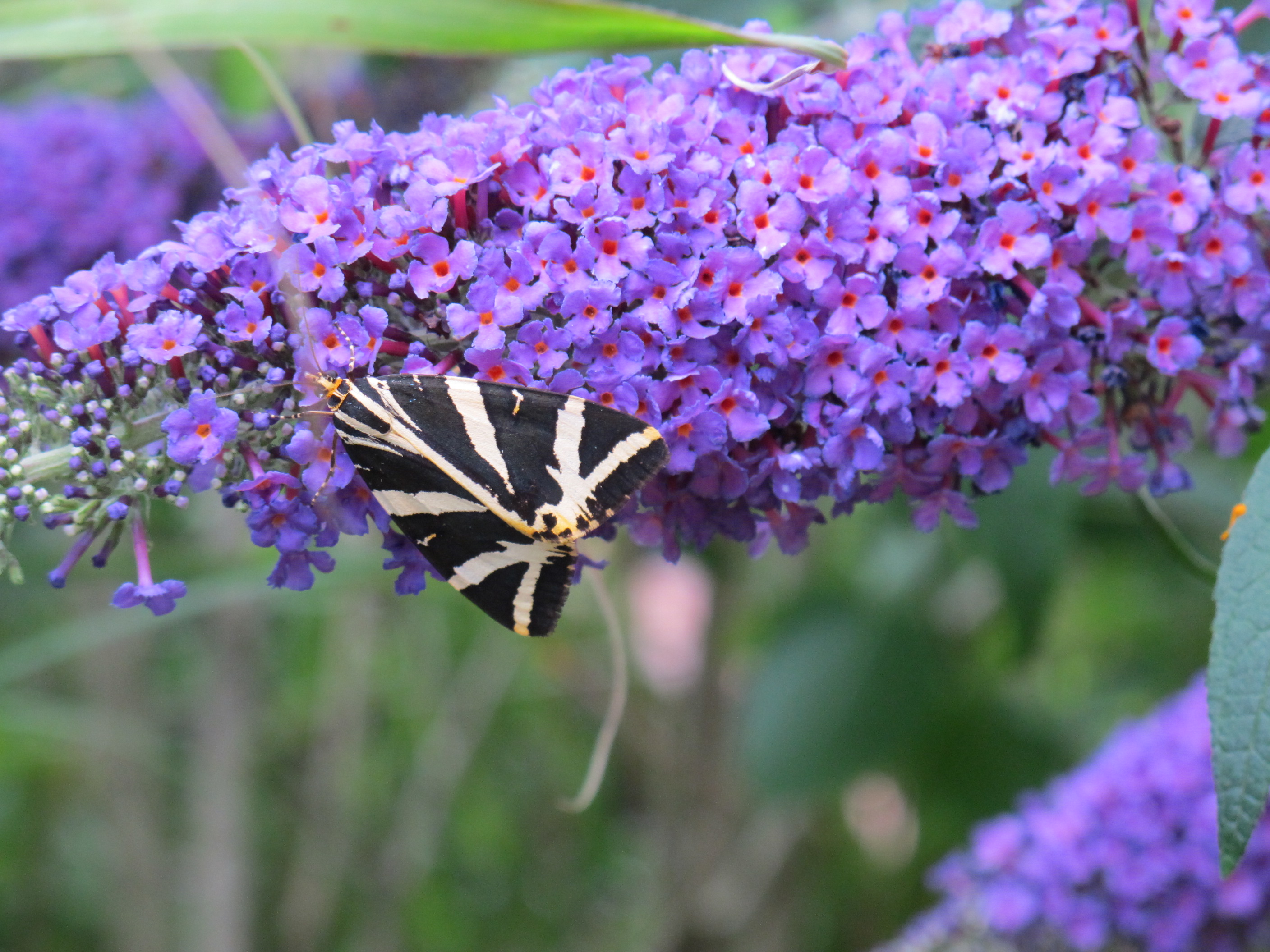 Schmetterling 016.JPG