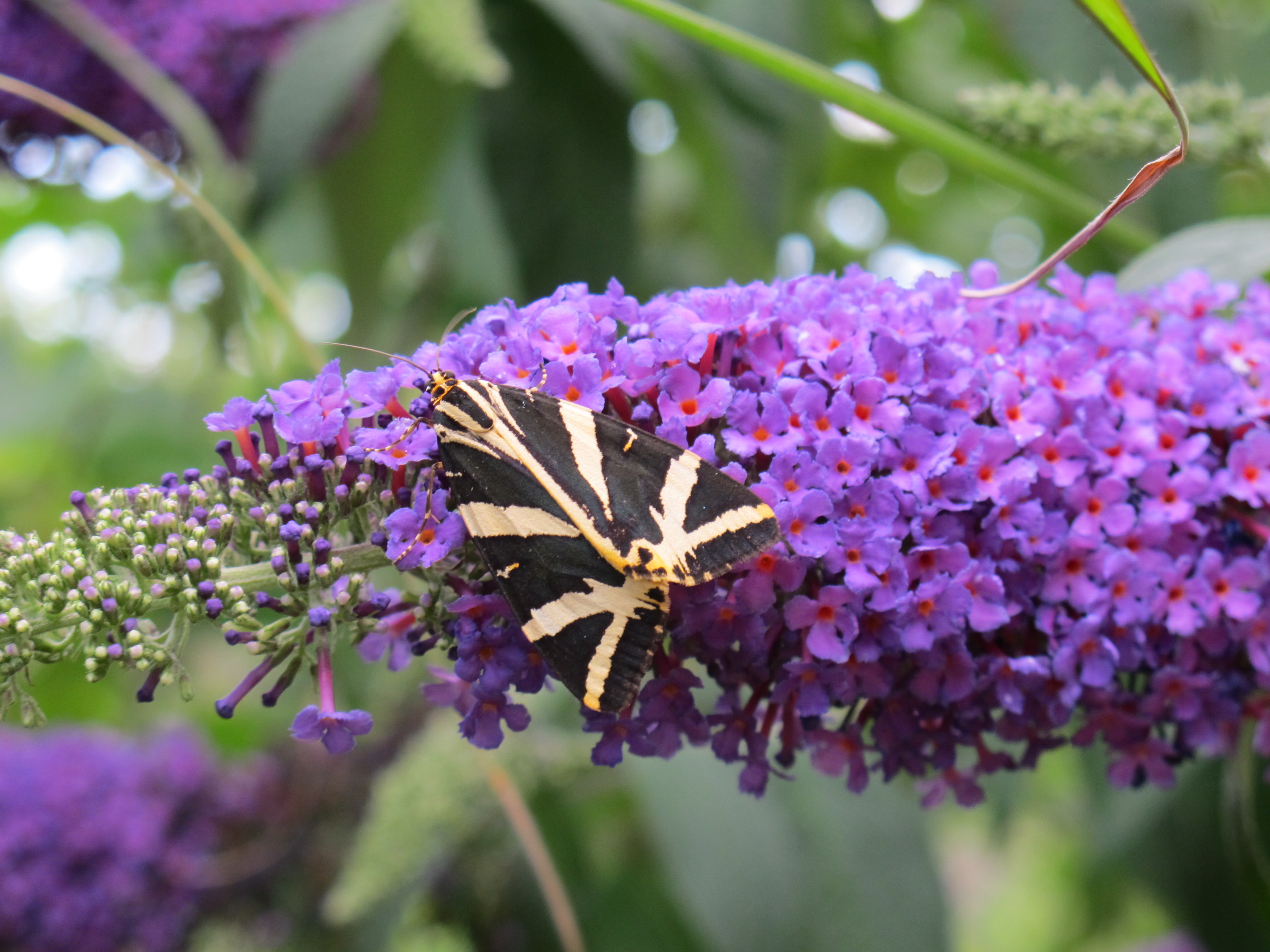 Schmetterling 017.JPG