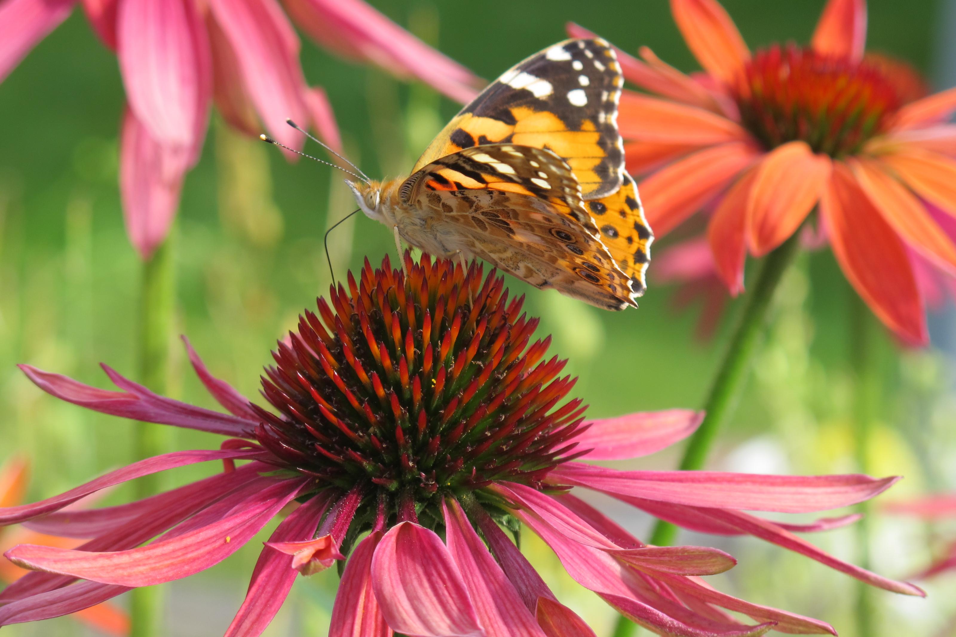 Schmetterling 021.jpg