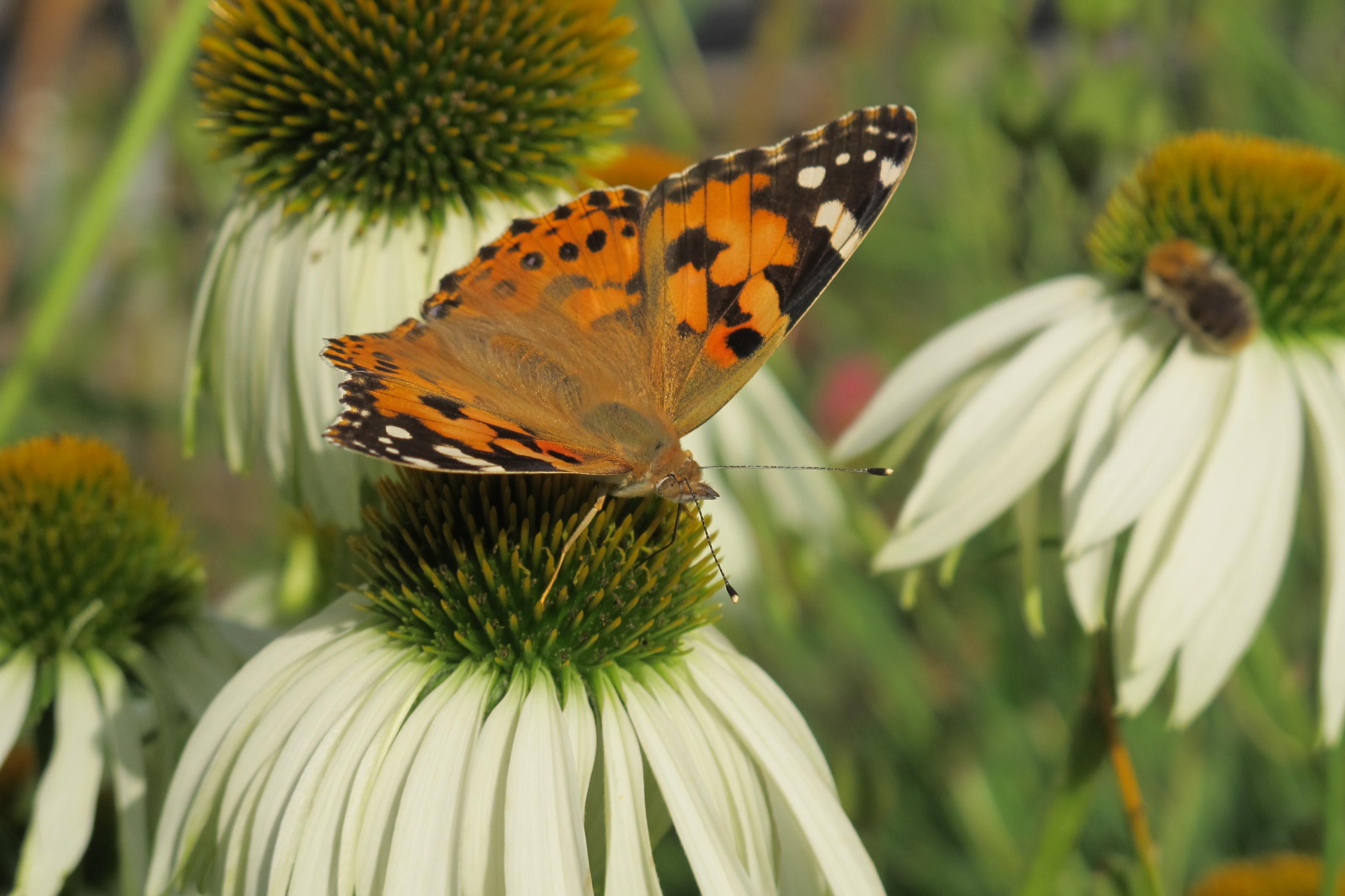 Schmetterling 024.jpg