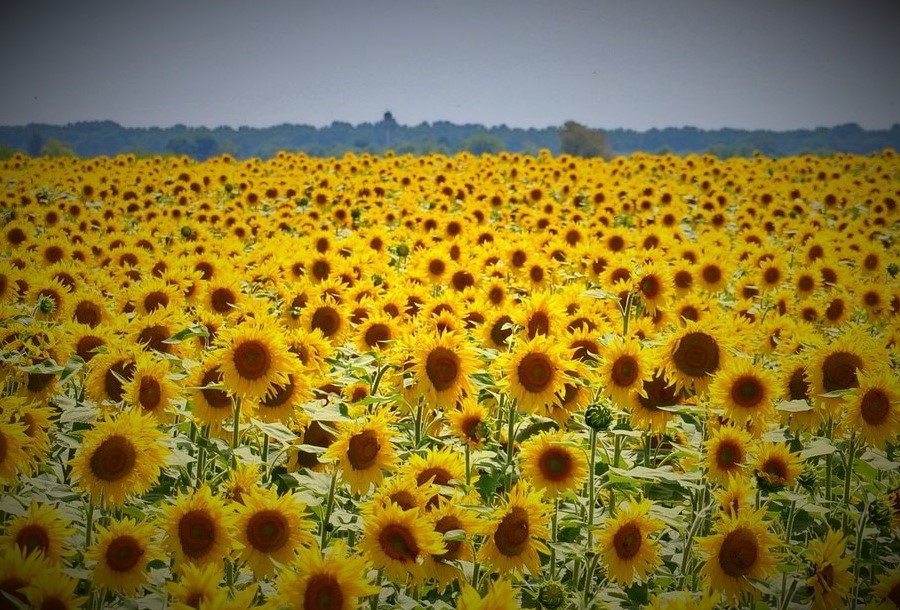 Sonne.JPG