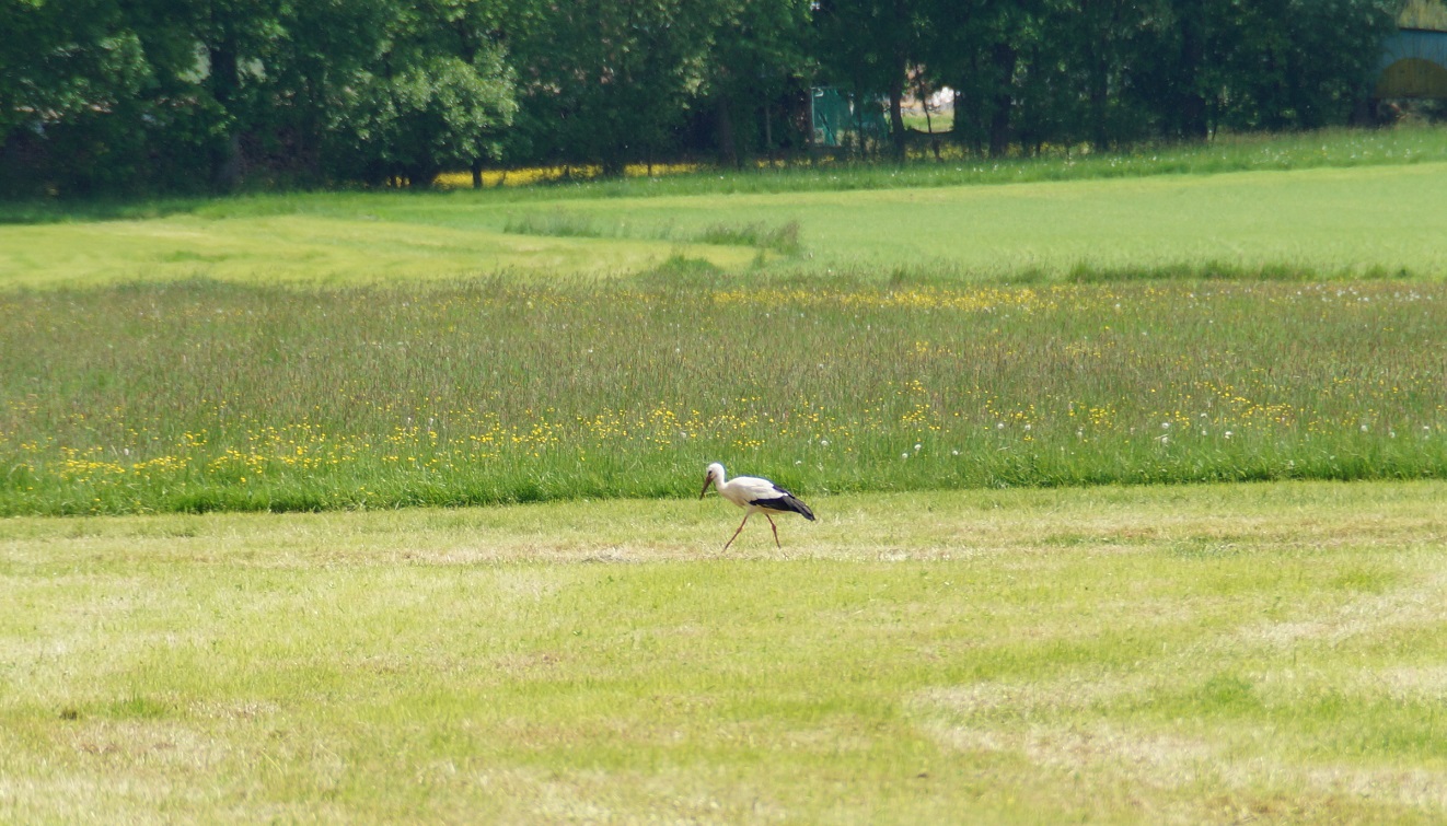 Storch.jpg