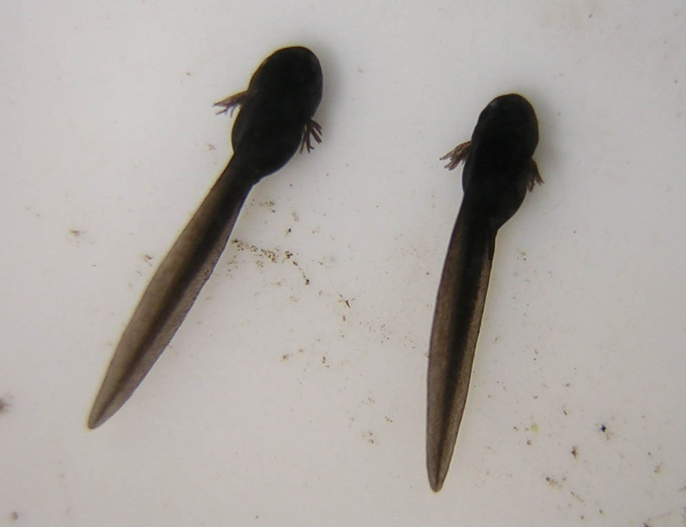 Tadpoles_10_days.jpg