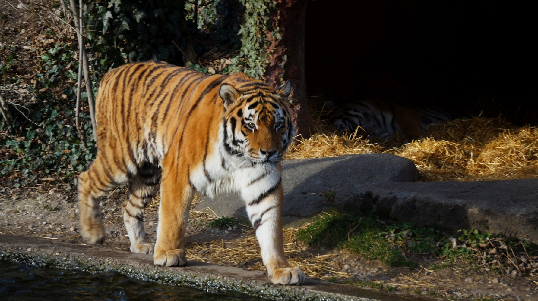 Tiger.jpg